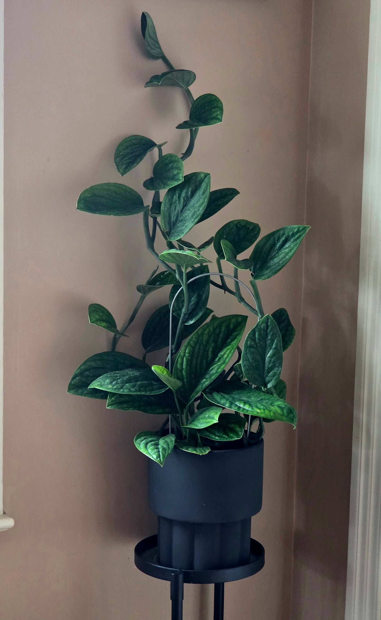 Monstera Peru Karstenianum in 8" Ceramic Planter