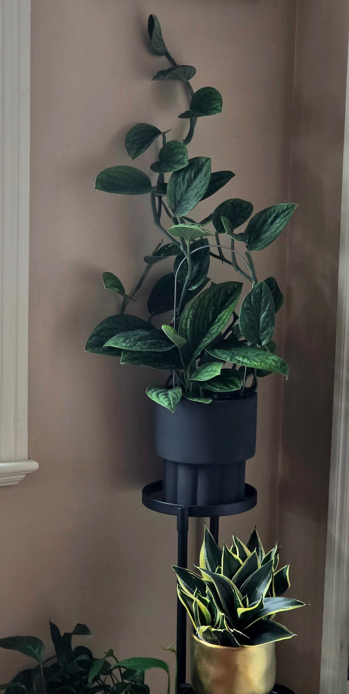 Monstera Peru Karstenianum in 8" Ceramic Planter
