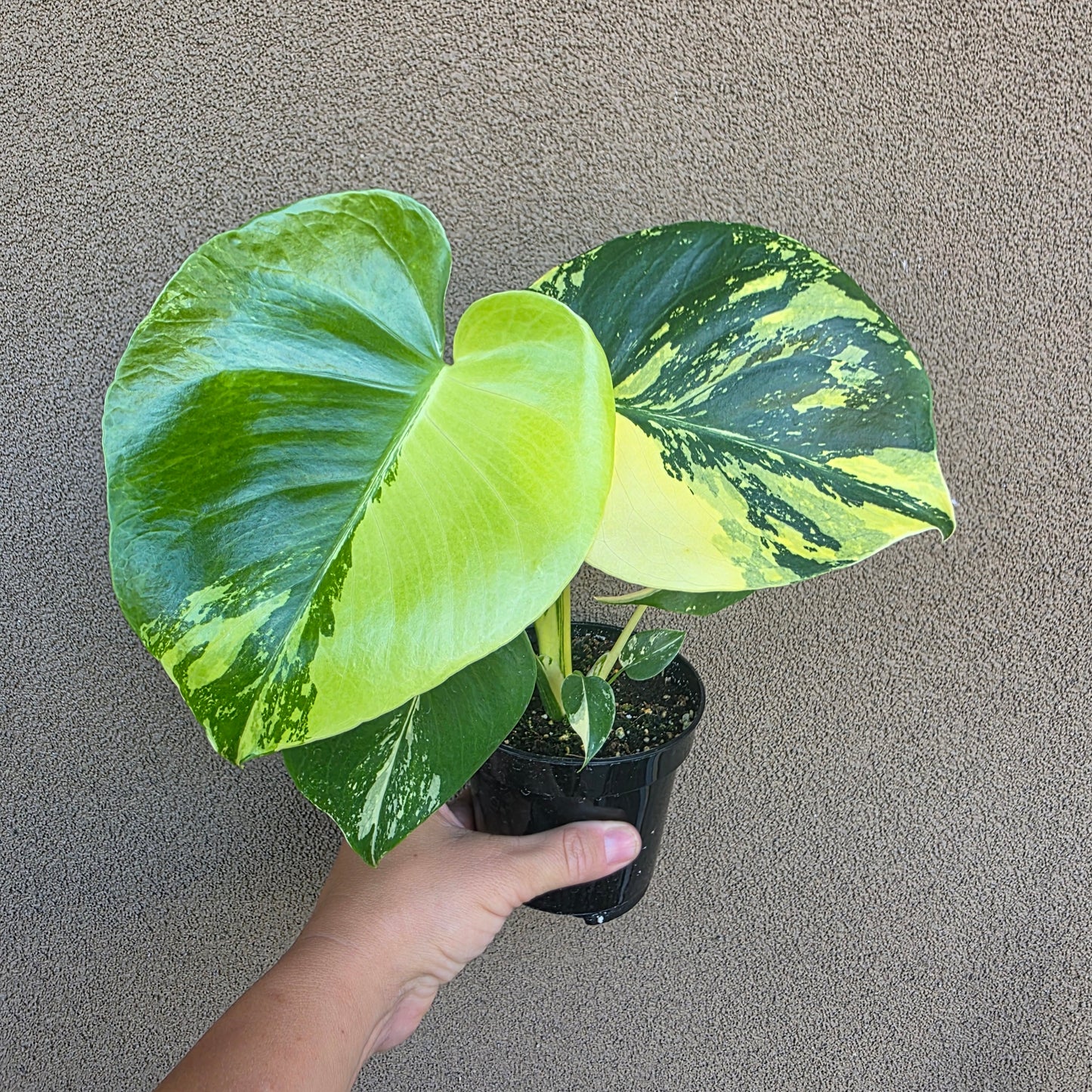 Monstera Delicious Aurea Variegated in 4" nursery pot