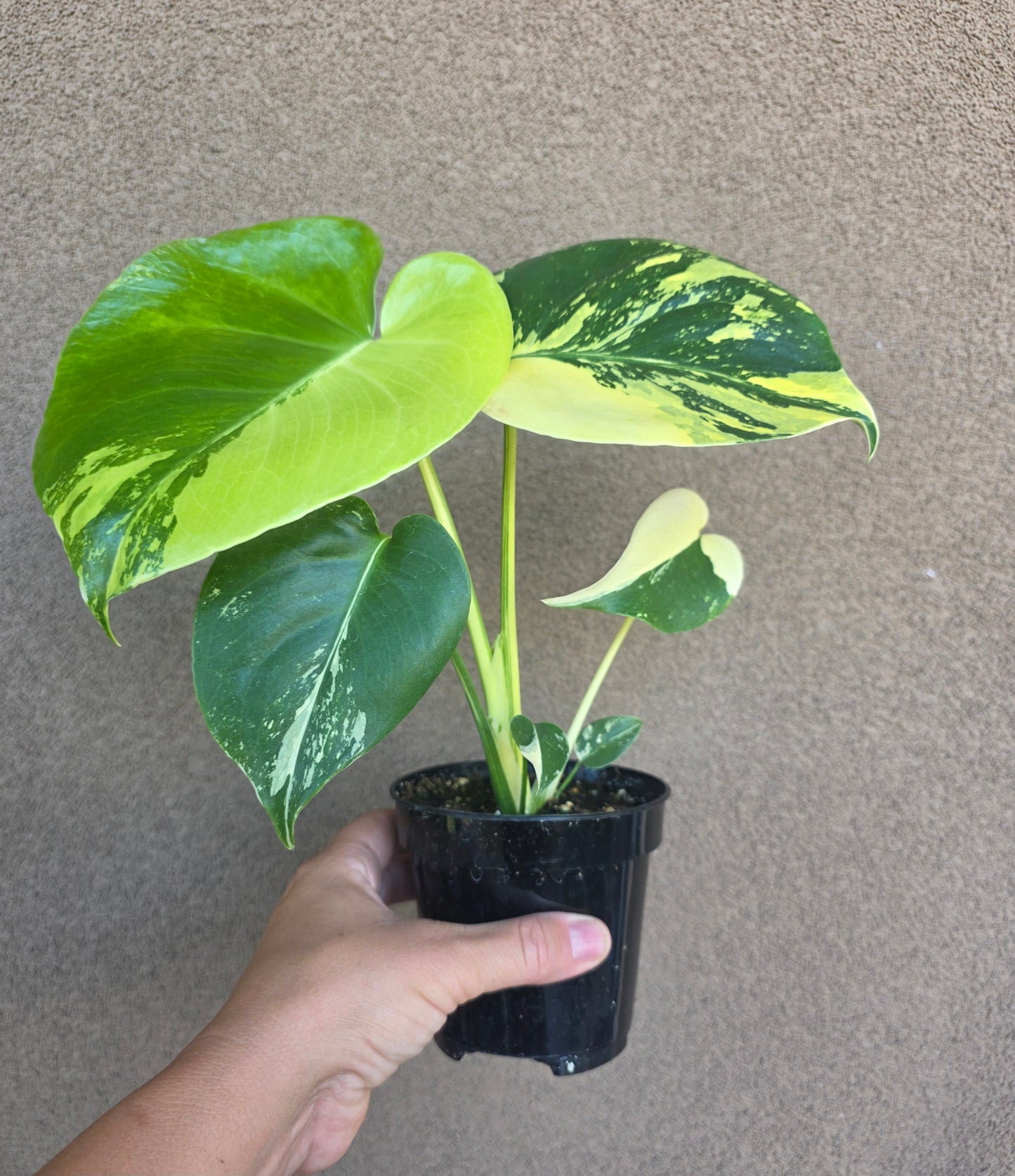 Monstera Delicious Aurea Variegated in 4" nursery pot