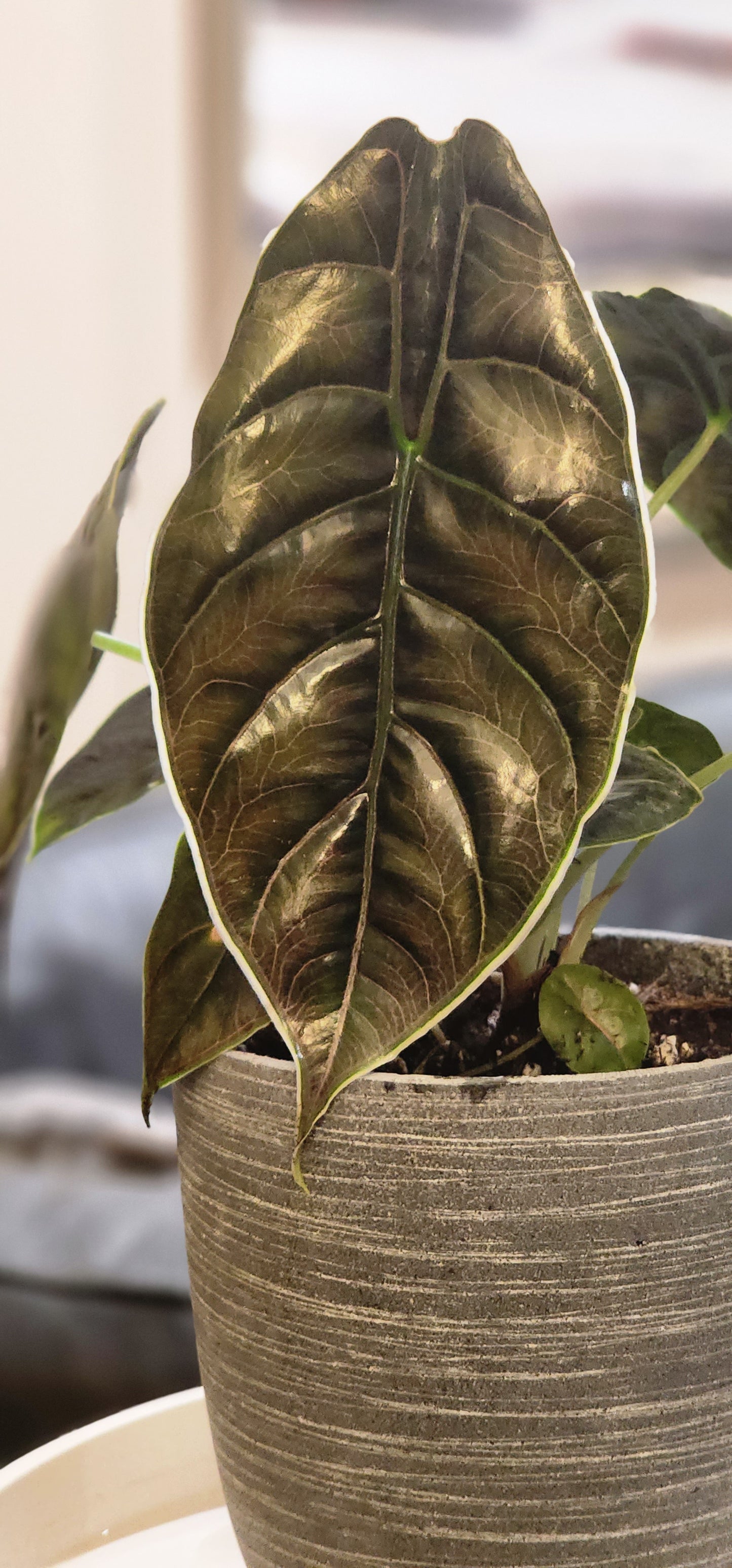 Alocasia Azlanii in 6" Fiberstone Planter