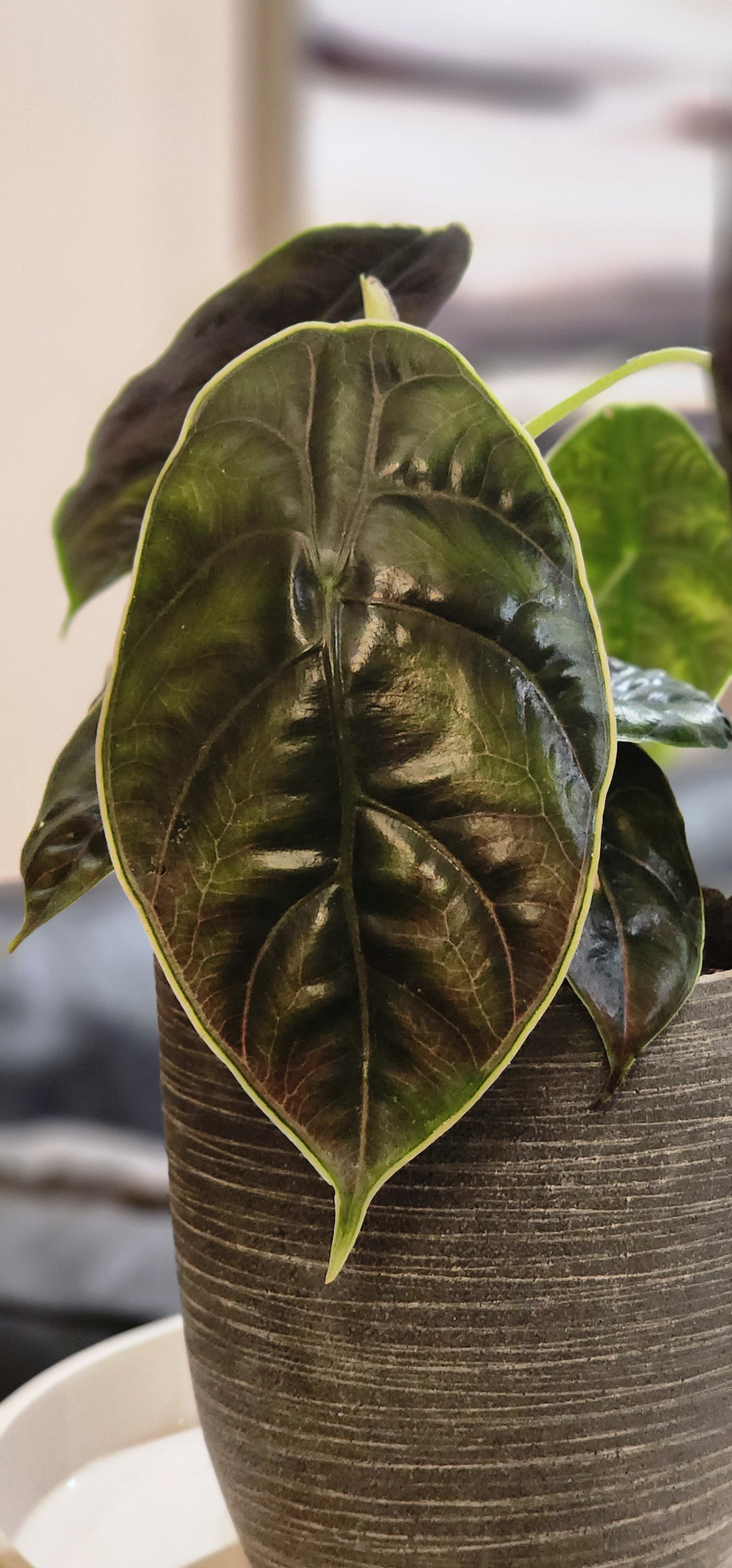 Alocasia Azlanii in 6" Fiberstone Planter