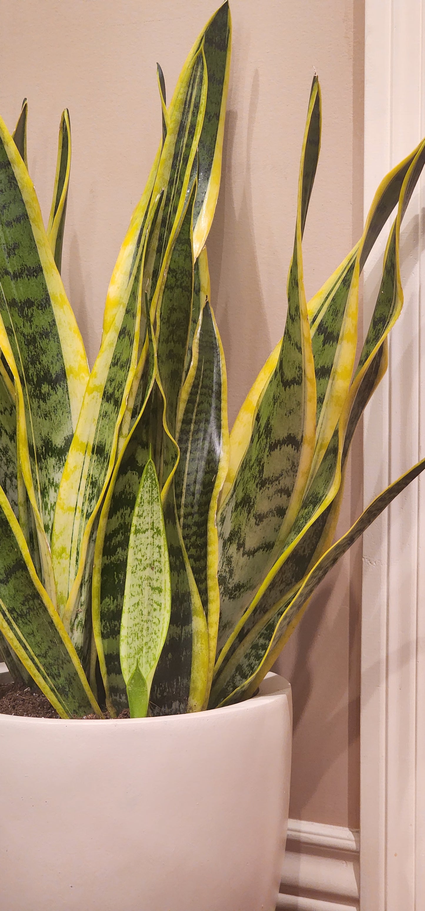 Snake Plant in 12" Fiberstone Sandstone Planter