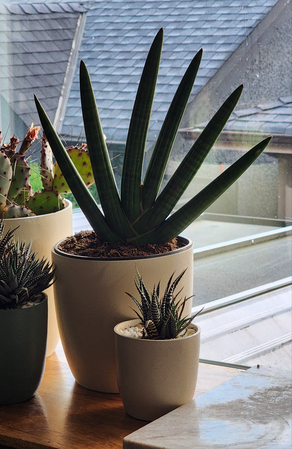 Boncel Snake Plant in 8" Fiberstone Planter