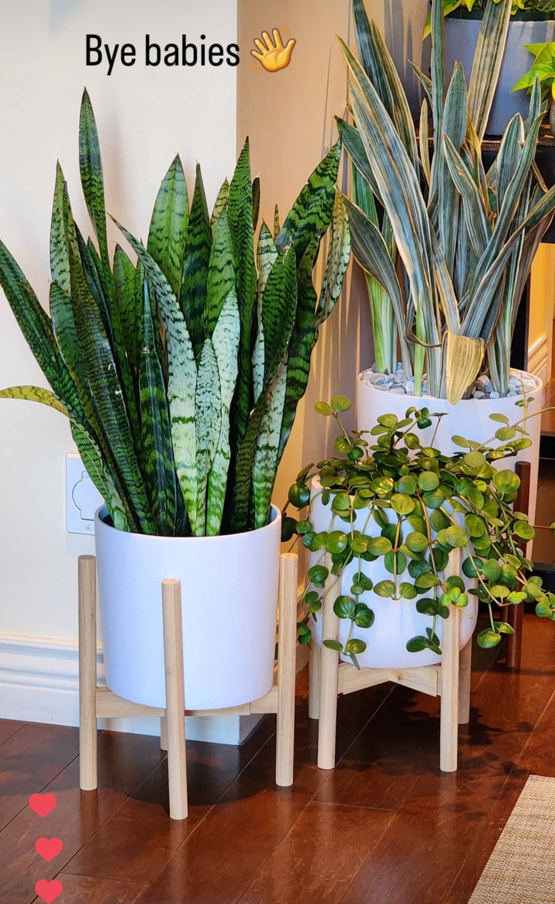 Custom Planting, delivery & Set up