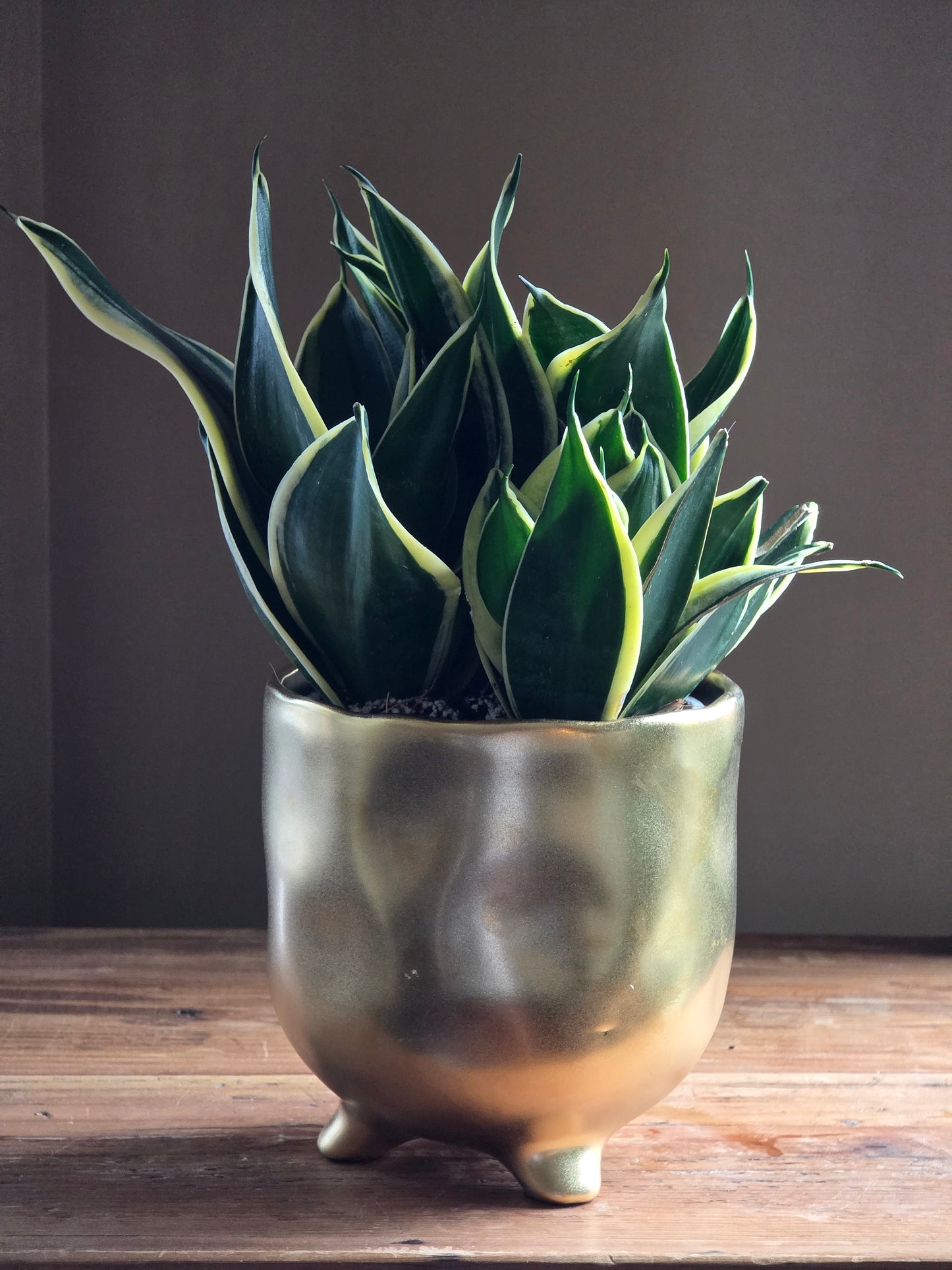 Snake Plant in 6" Gold Ceramic Planter