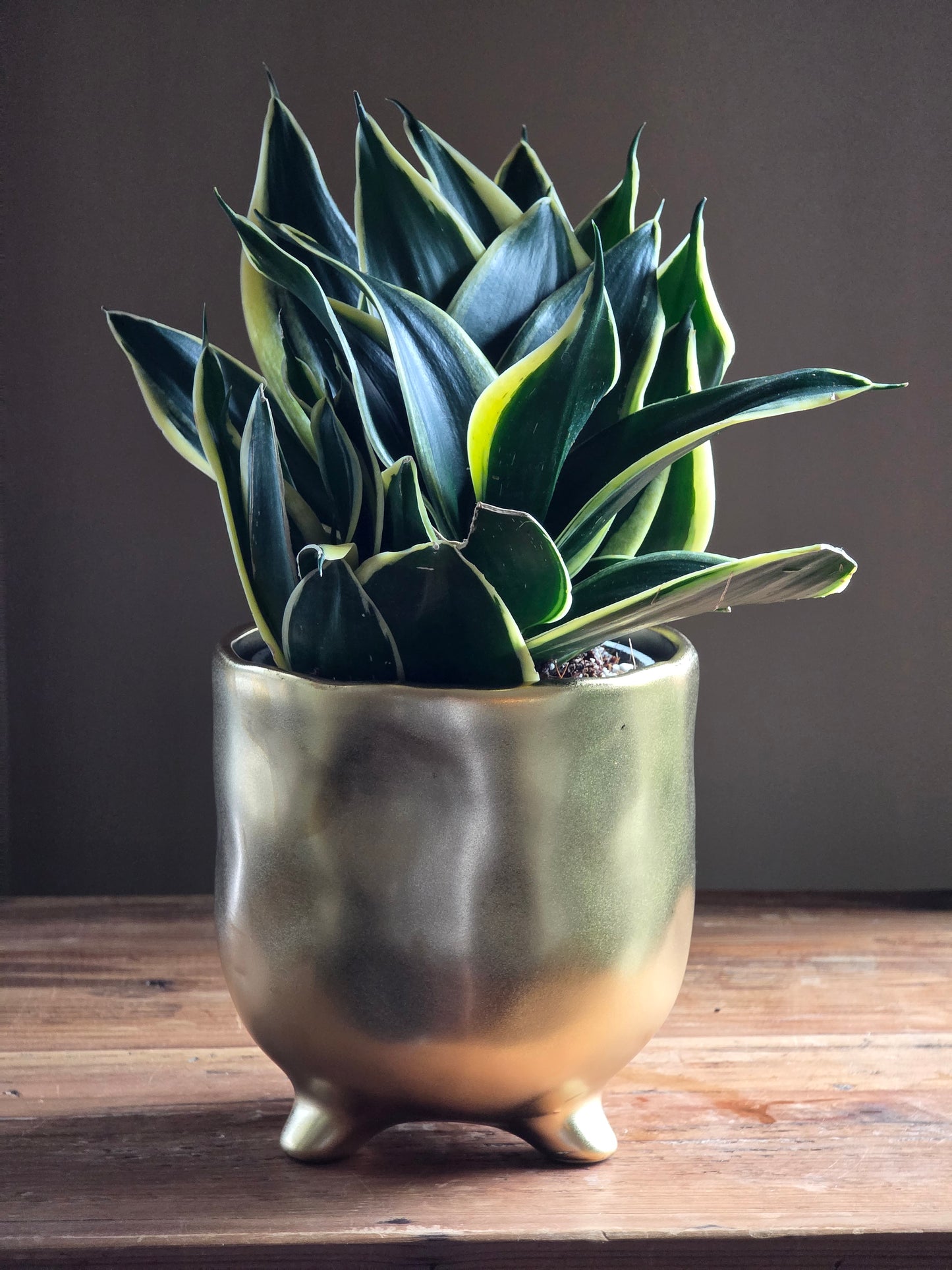 Snake Plant in 6" Gold Ceramic Planter