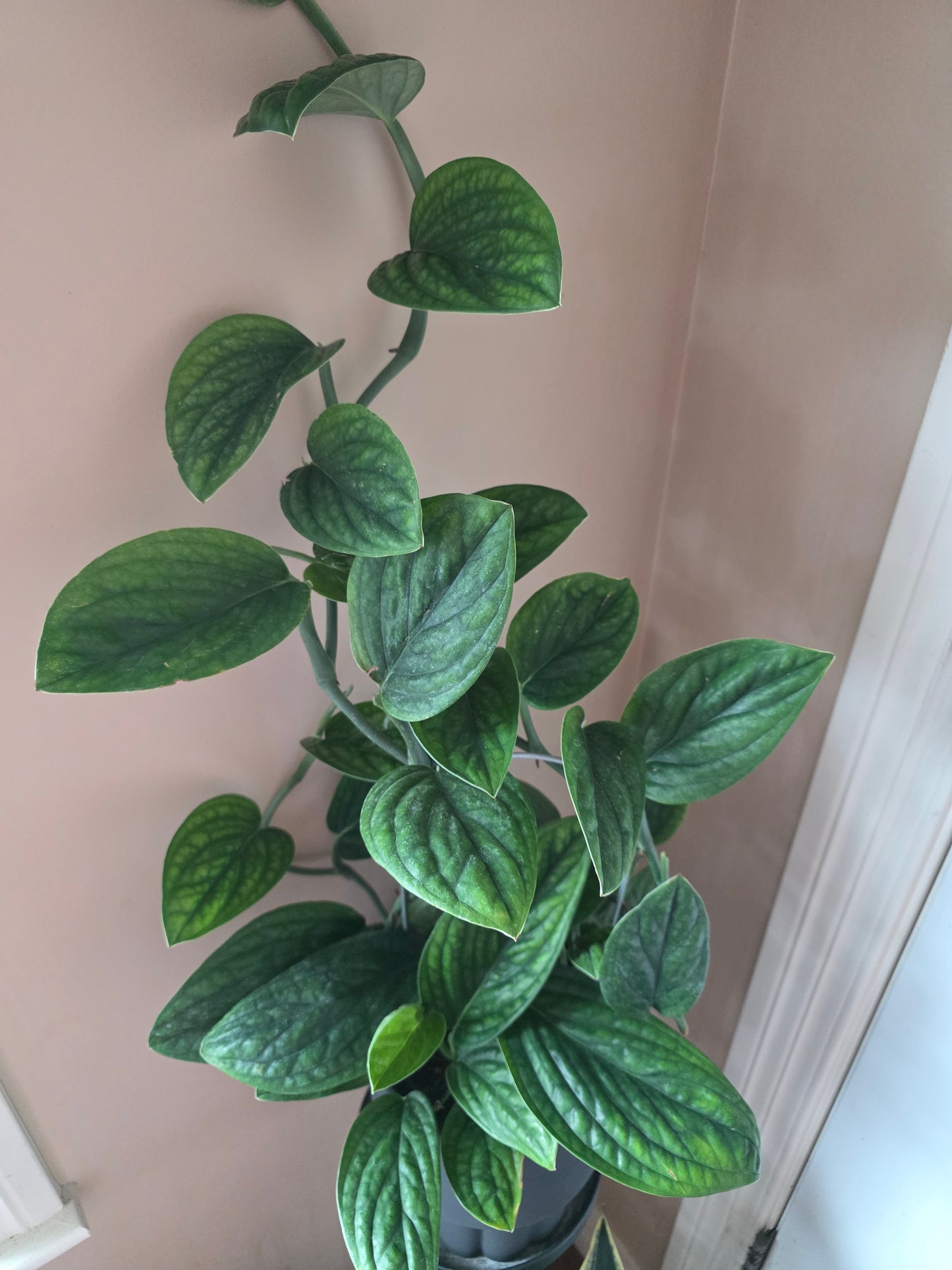 Monstera Peru Karstenianum in 8" Ceramic Planter