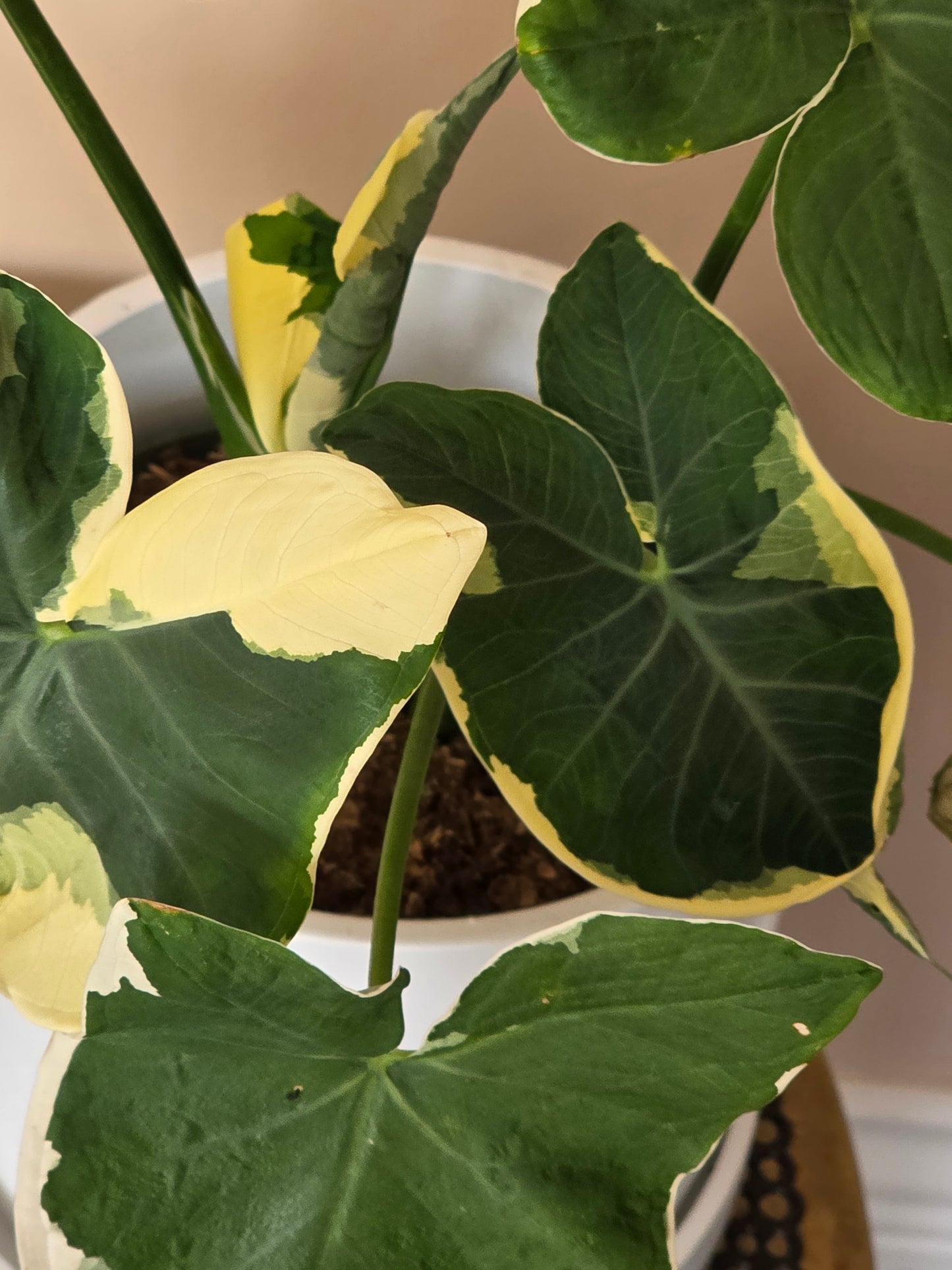 Mikey Mouse Alocasia in 6" nursery pot