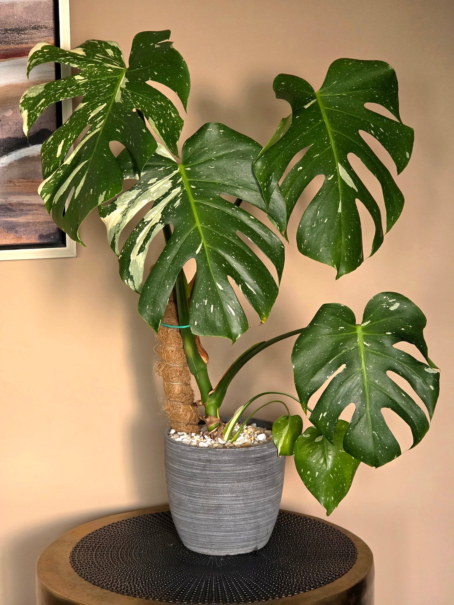 Monstera Thai Constellation in 7" Fiberstone Planter