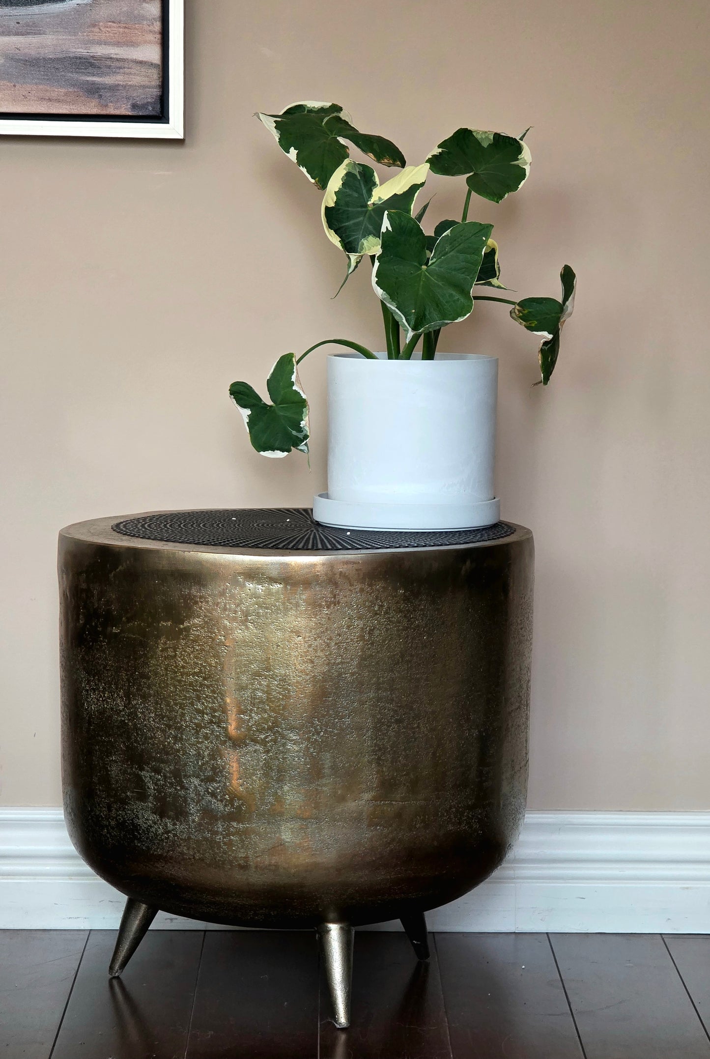 Mikey Mouse Alocasia in 6" nursery pot