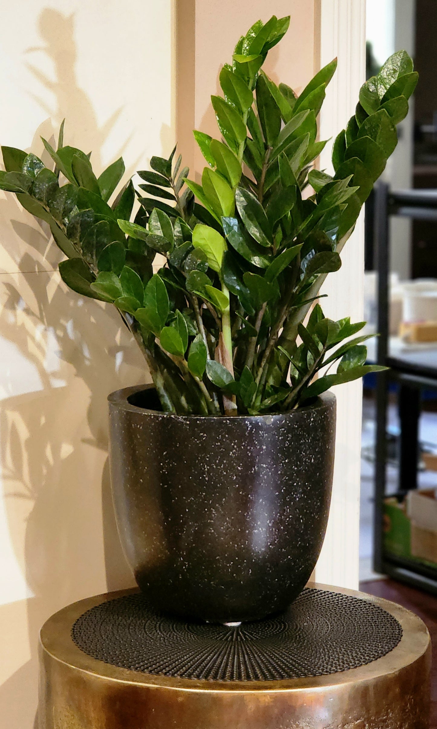 ZZ Plant in 12" Black Terrazzo Planter