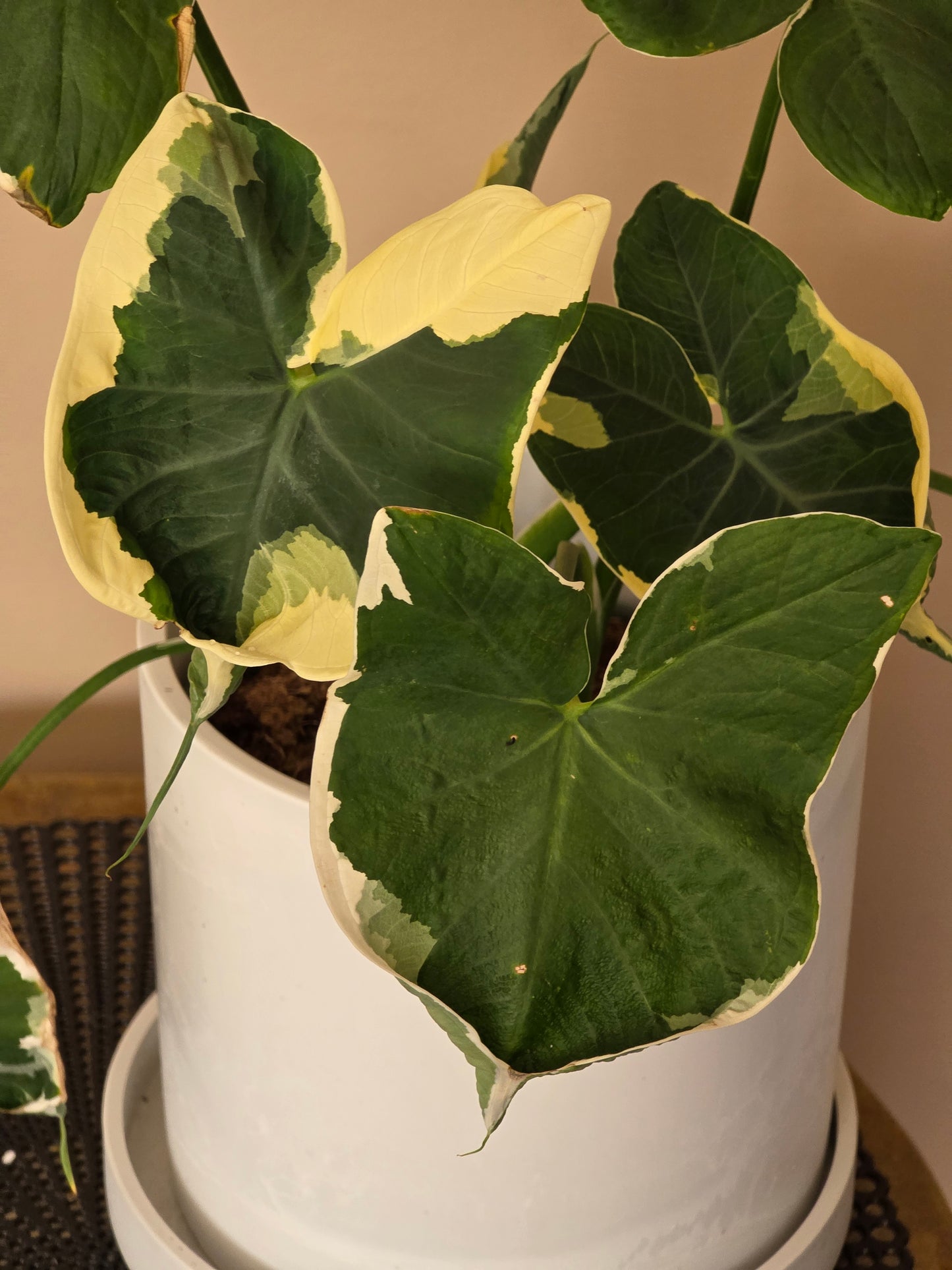 Mikey Mouse Alocasia in 6" nursery pot