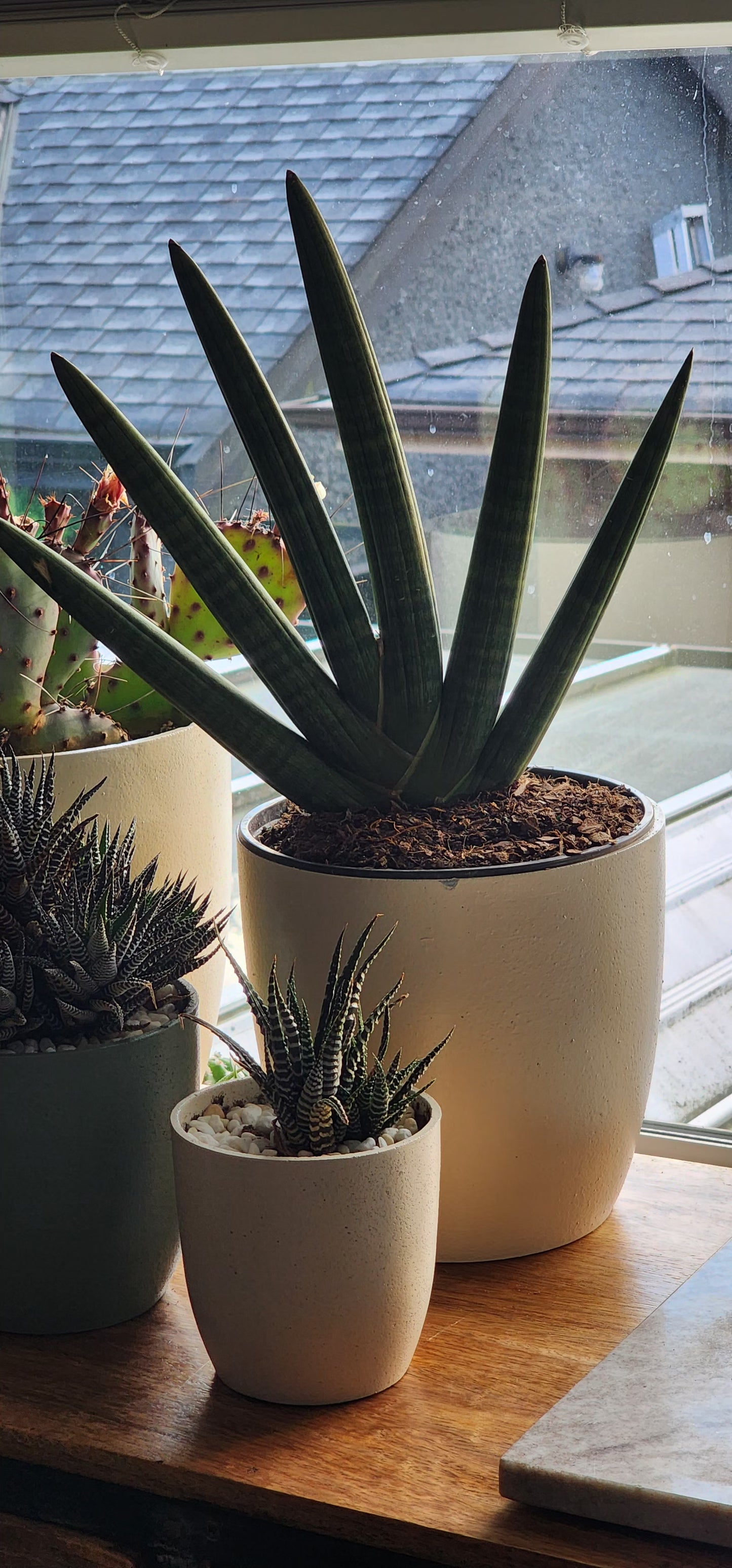 Boncel Snake Plant in 8" Fiberstone Planter