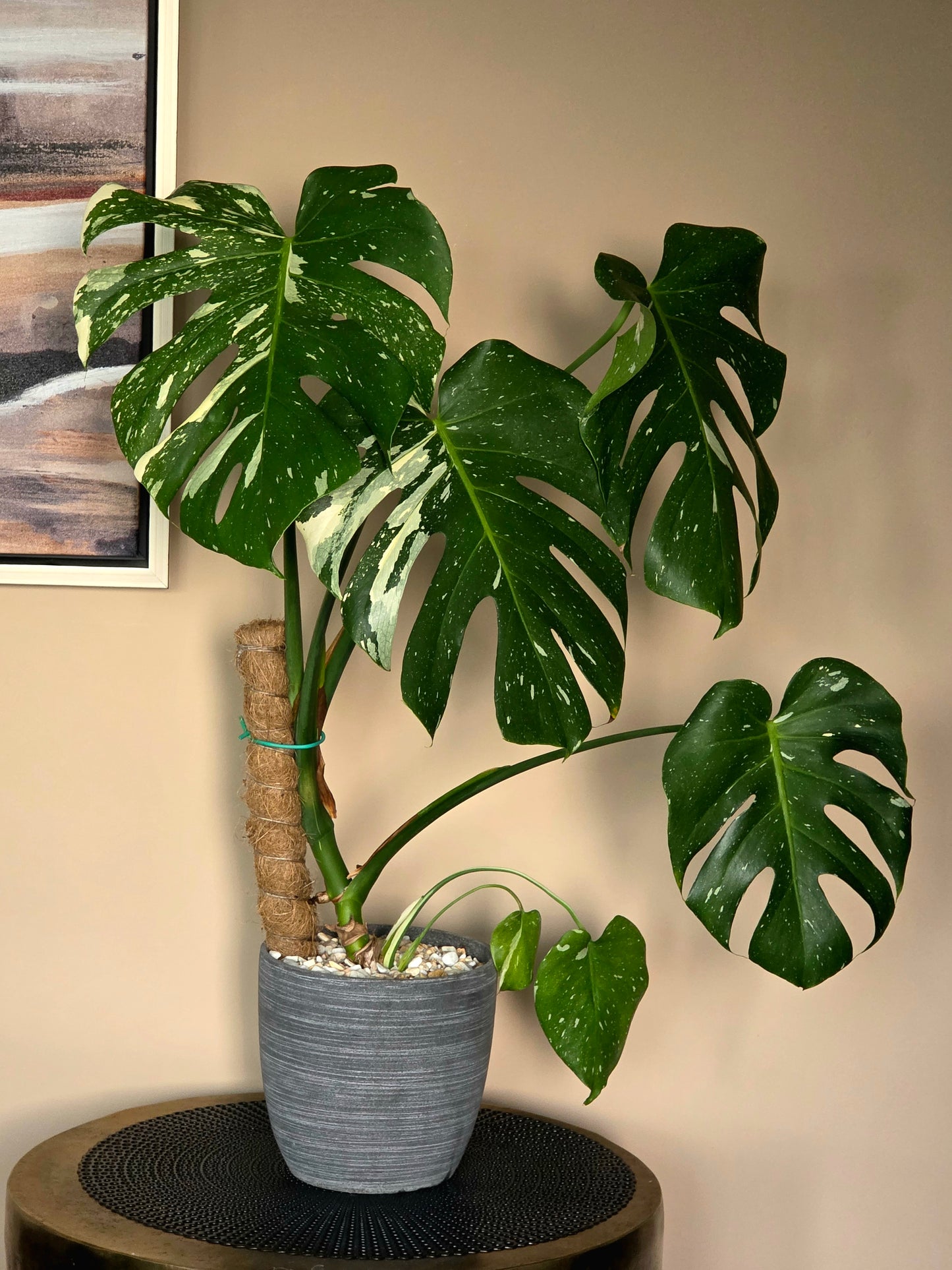 Monstera Thai Constellation in 7" Fiberstone Planter