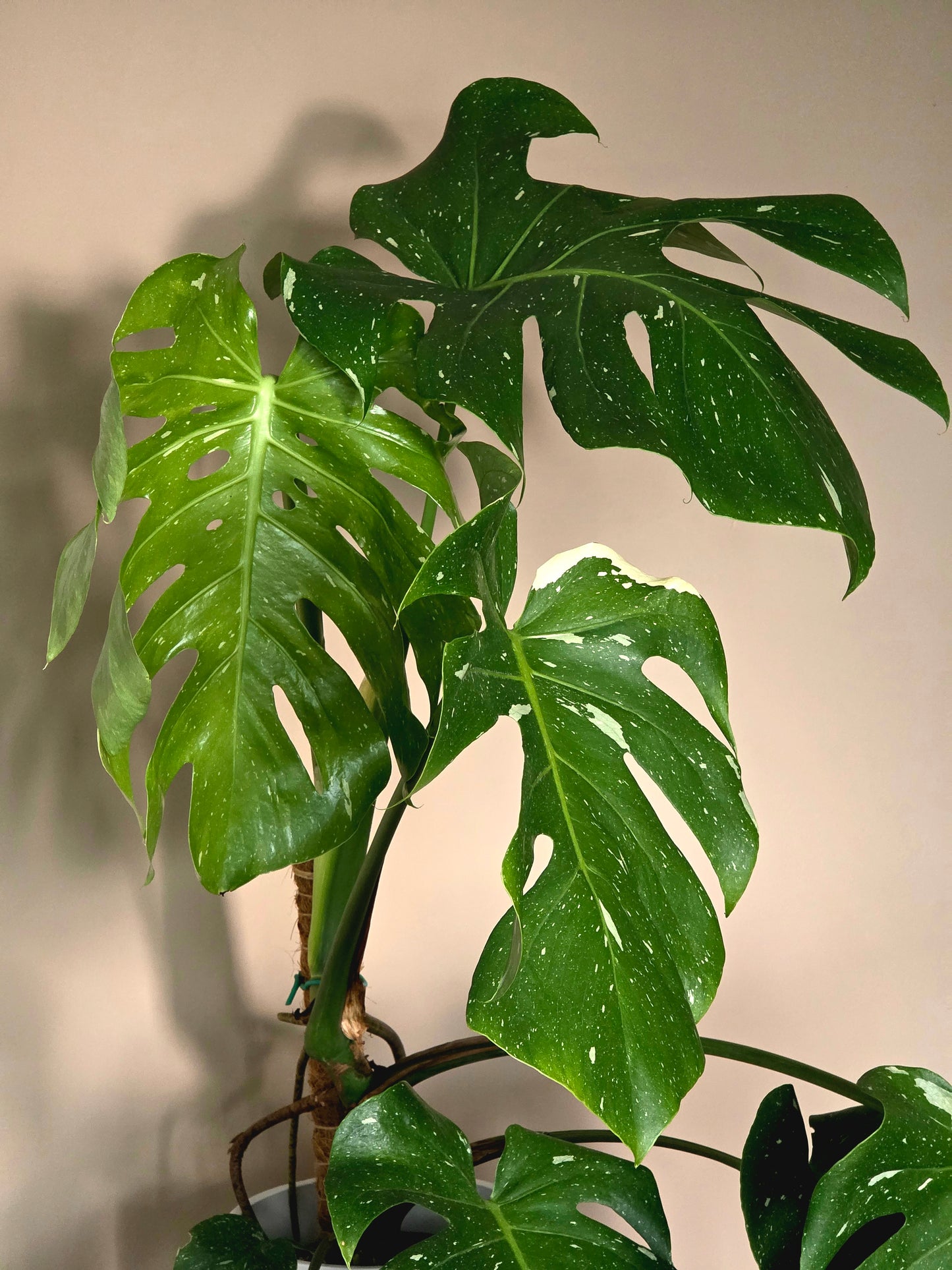 Monstera Thai Constellation in 6" nursery pot