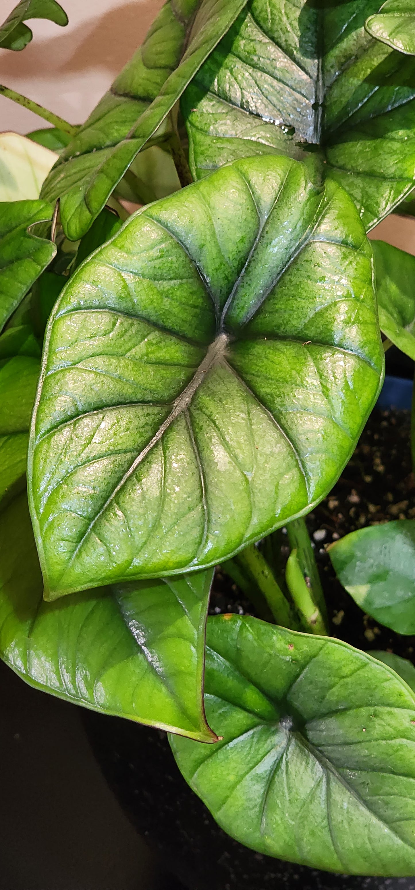 Alocasia Bisma Silver in 9" planter