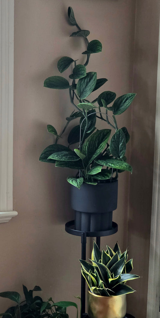 Monstera Peru Karstenianum in 8" Ceramic Planter