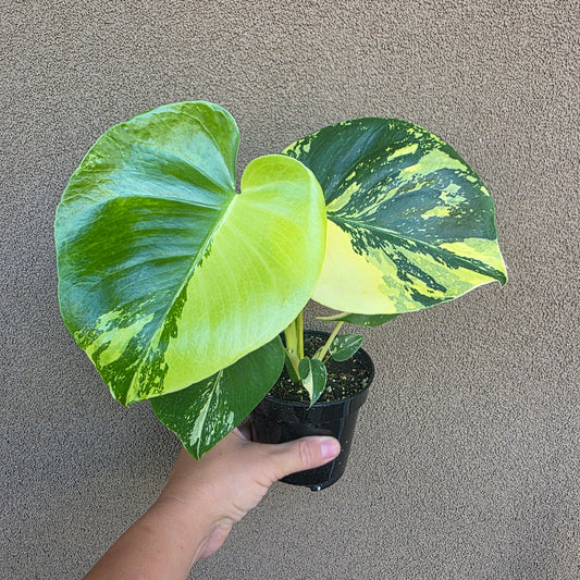Monstera Delicious Aurea Variegated in 4" nursery pot