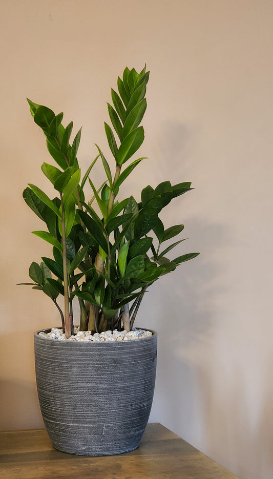 ZZ Plant in 6" Fiberstone Planter