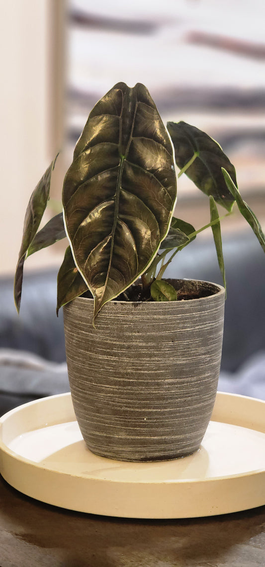 Alocasia Azlanii in 6" Fiberstone Planter