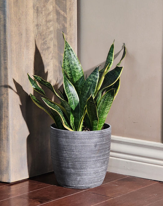 Snake Plant in 8" Fiberstone Planter