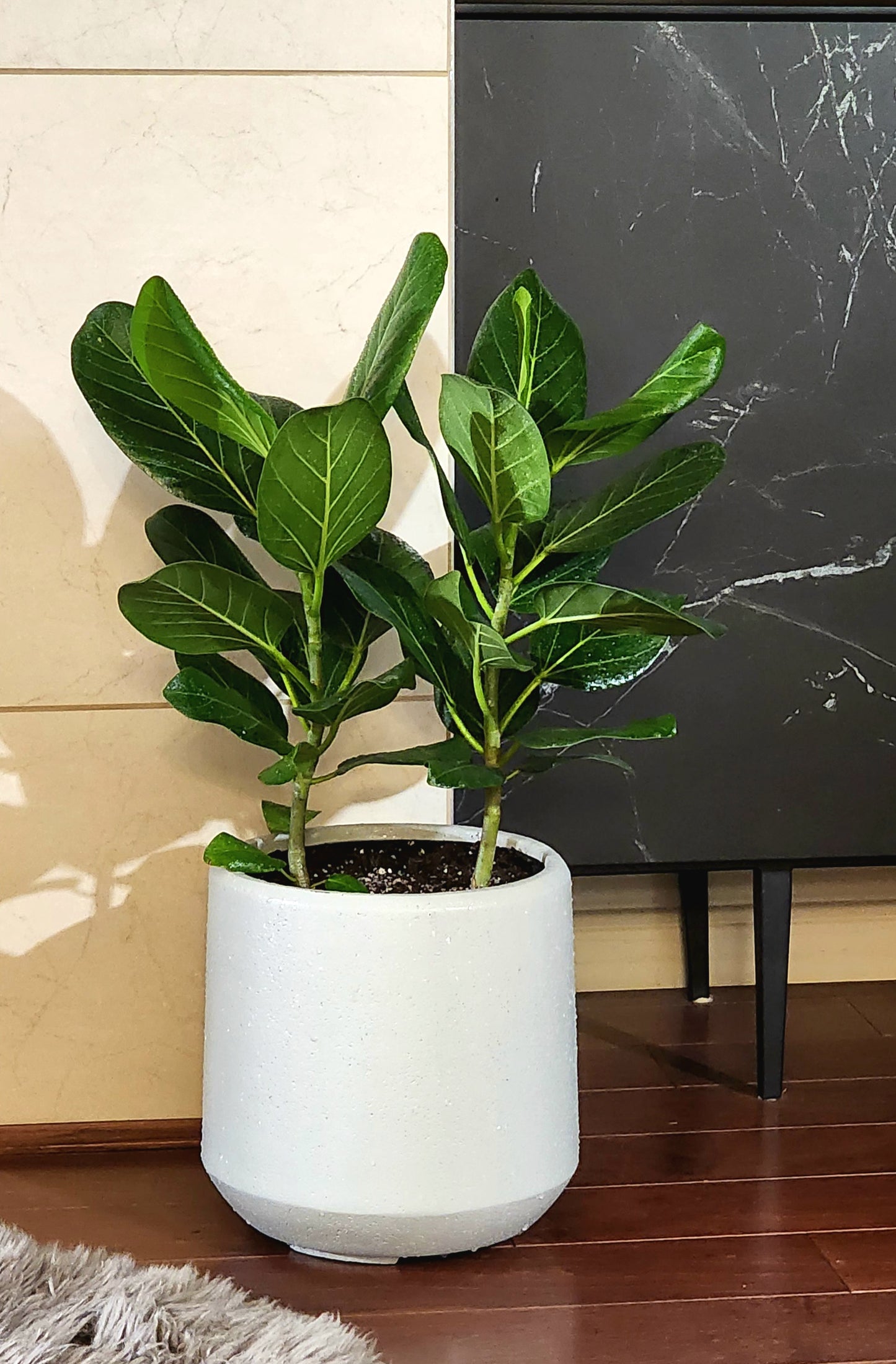 Ficus Audrey in 10" Fiberstone Planter