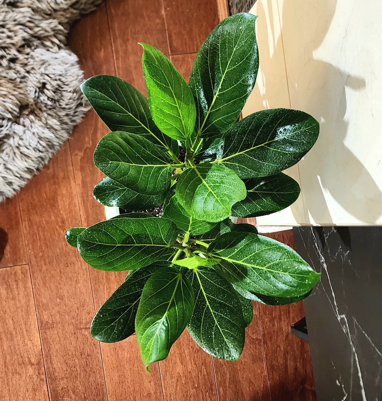 Ficus Audrey in 10" Fiberstone Planter