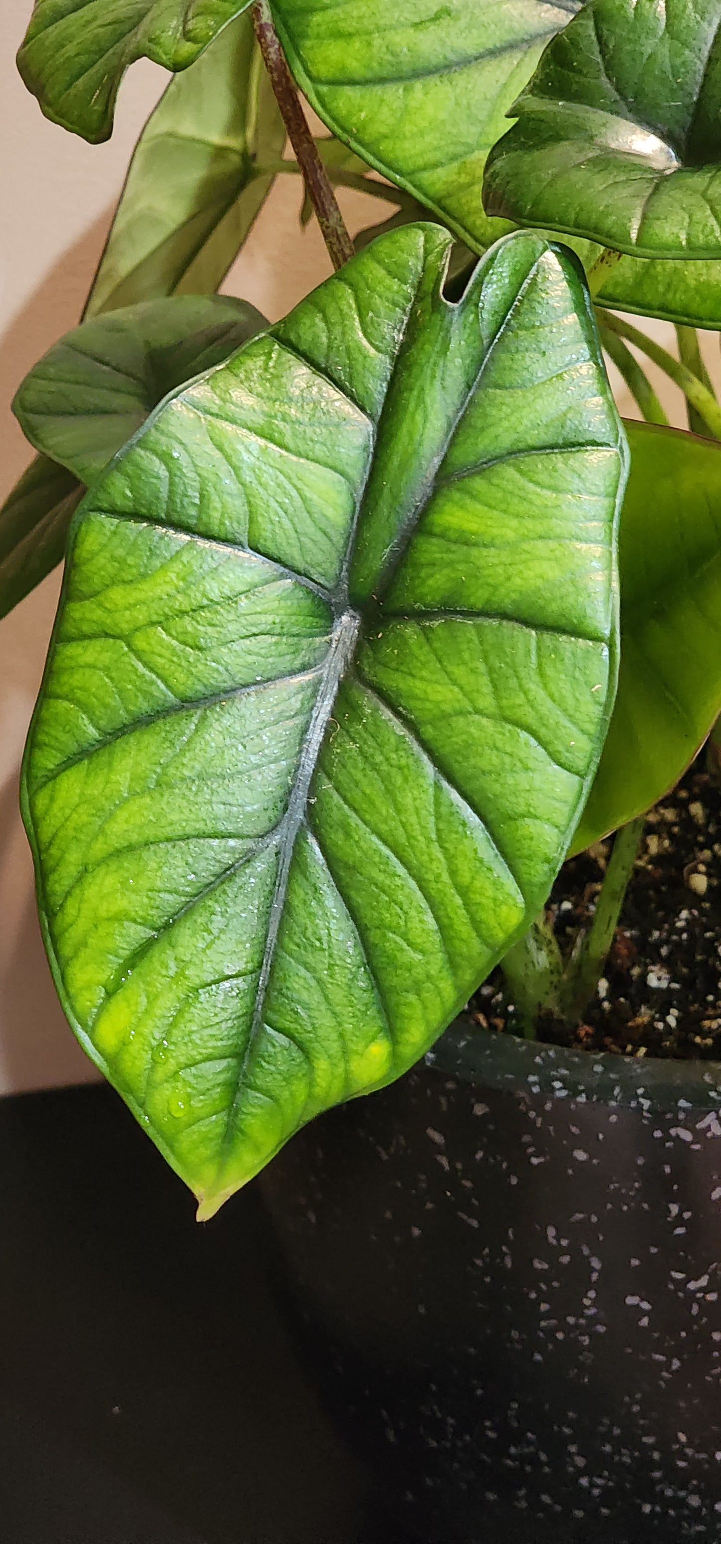 Alocasia Bisma Silver in 9" planter