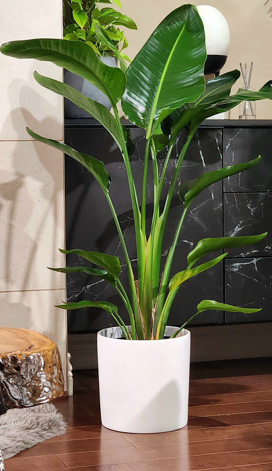 Bird of Paradise (white) in 10" planter