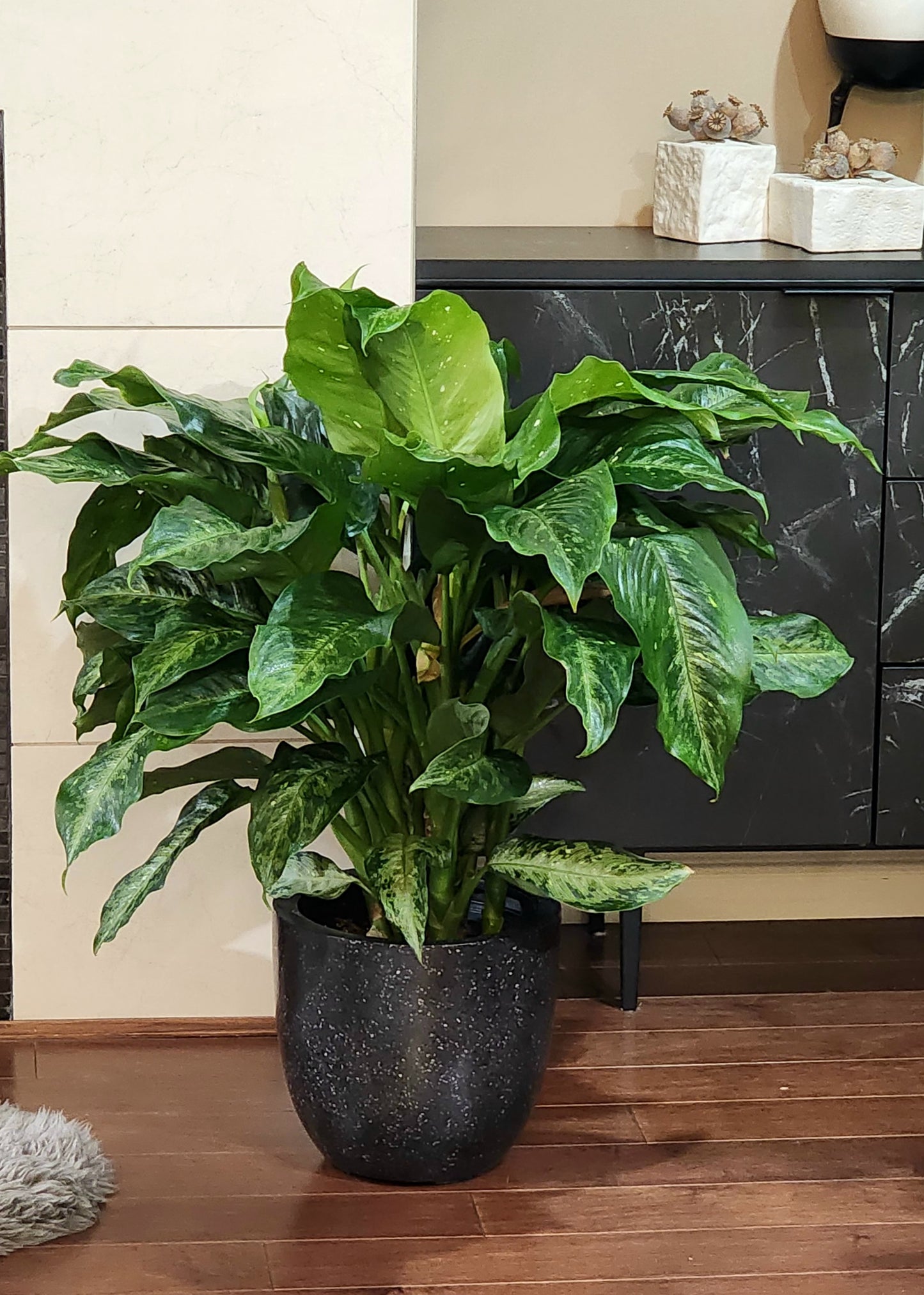 Dieffenbachia Tiki in 12" planter