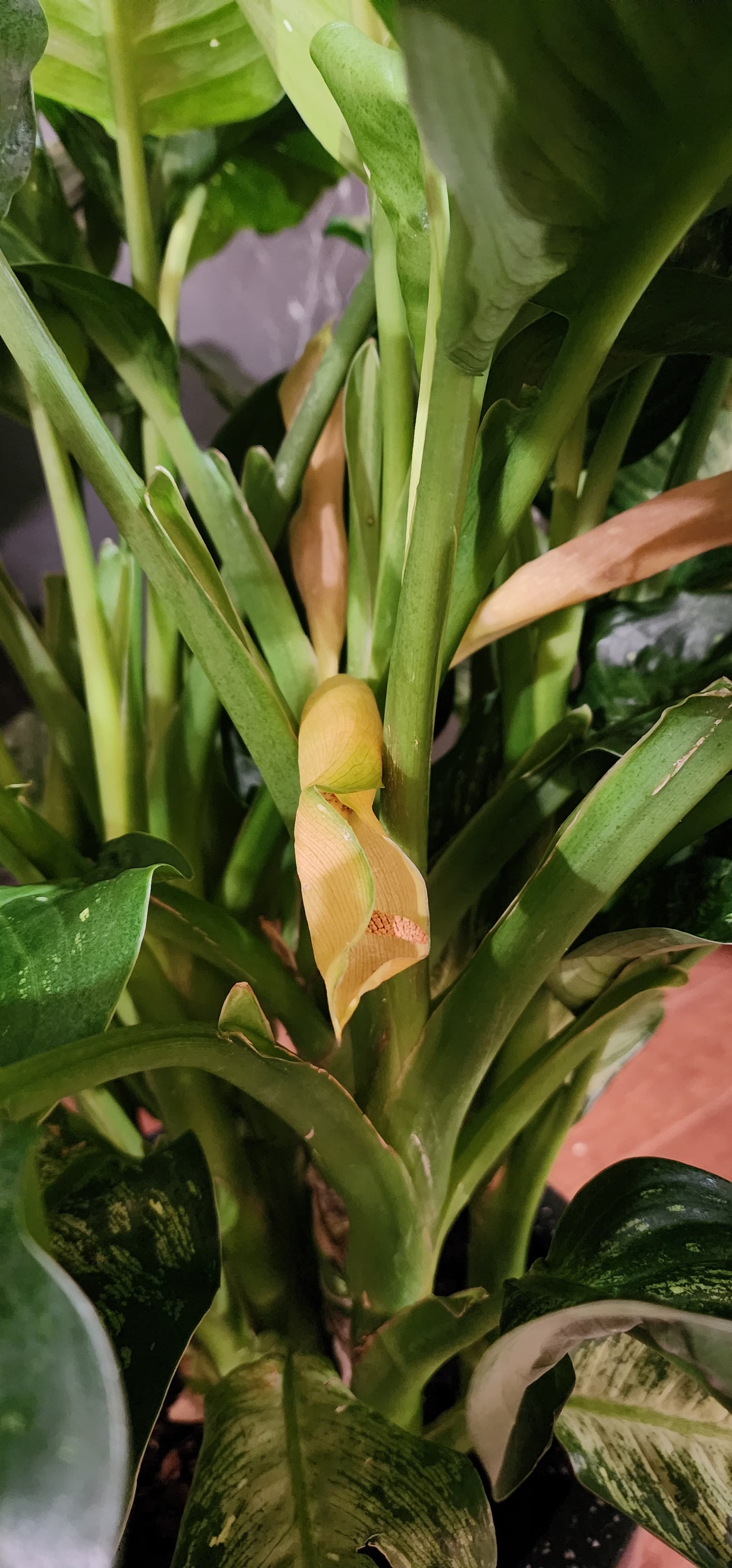 Dieffenbachia Tiki in 12" planter