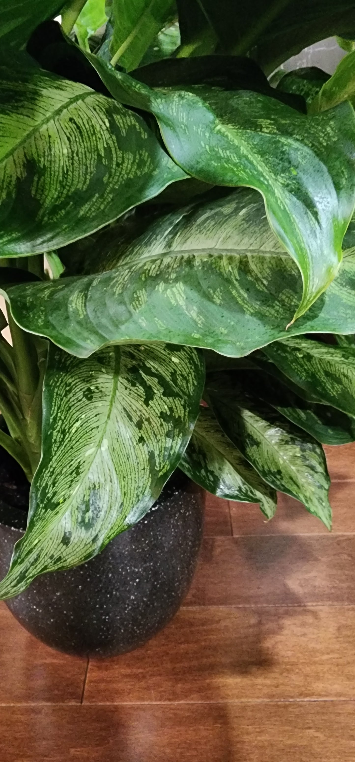 Dieffenbachia Tiki in 12" planter