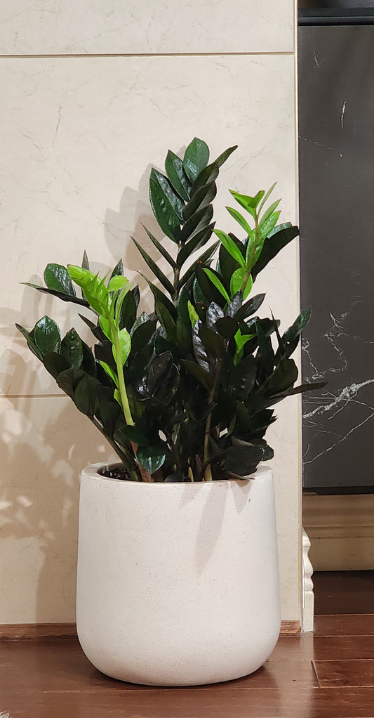 ZZ Raven in 10" Fiberstone Planter