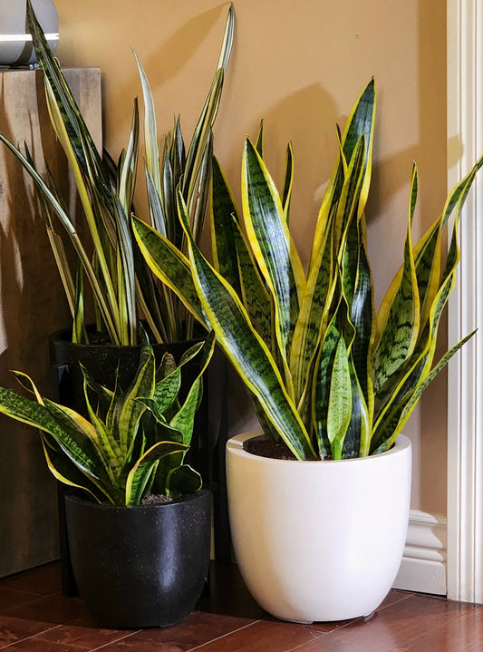 Snake Plant in 12" Fiberstone Sandstone Planter