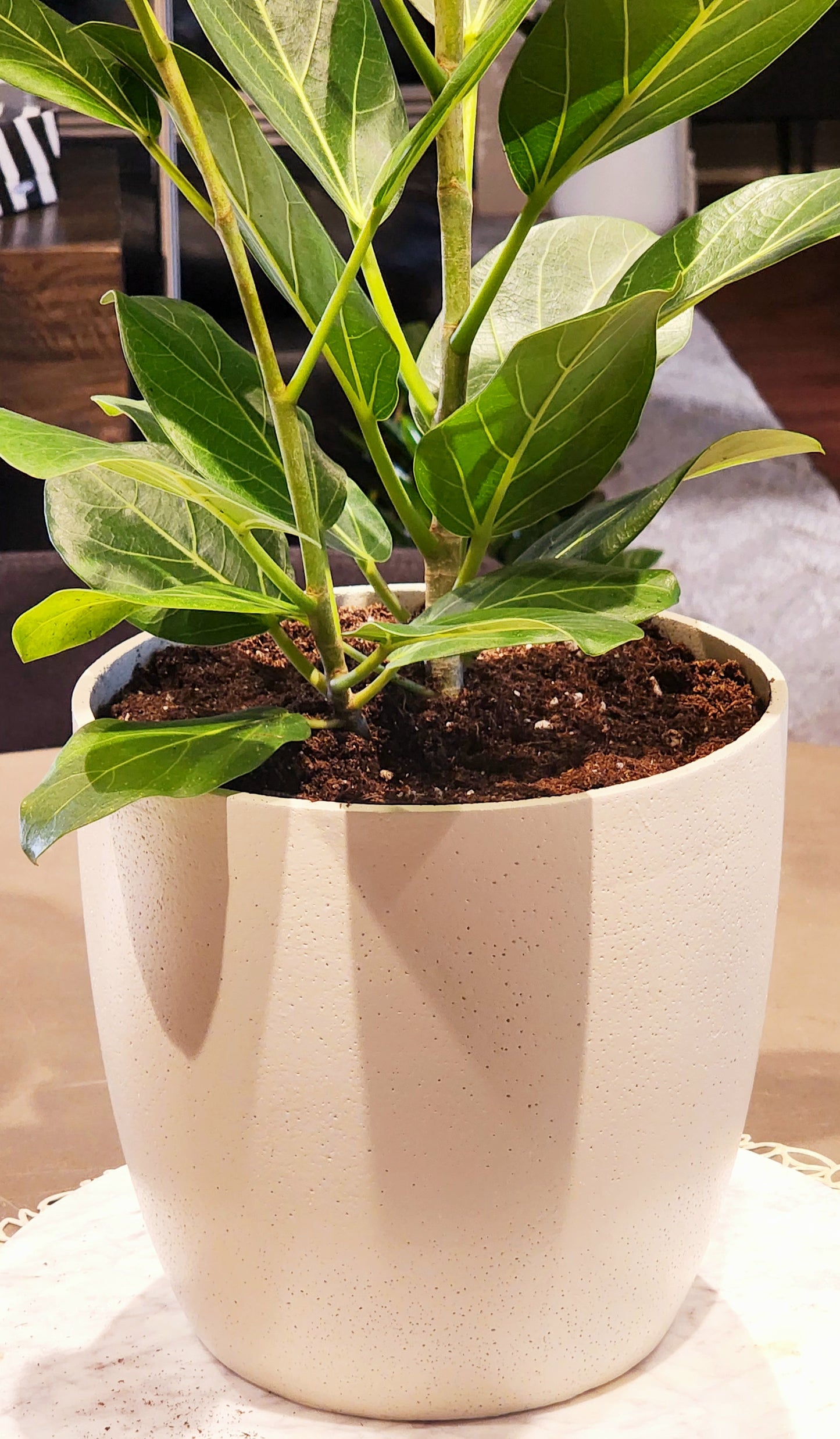 Ficus Audrey in 8" Fiberstone Planter