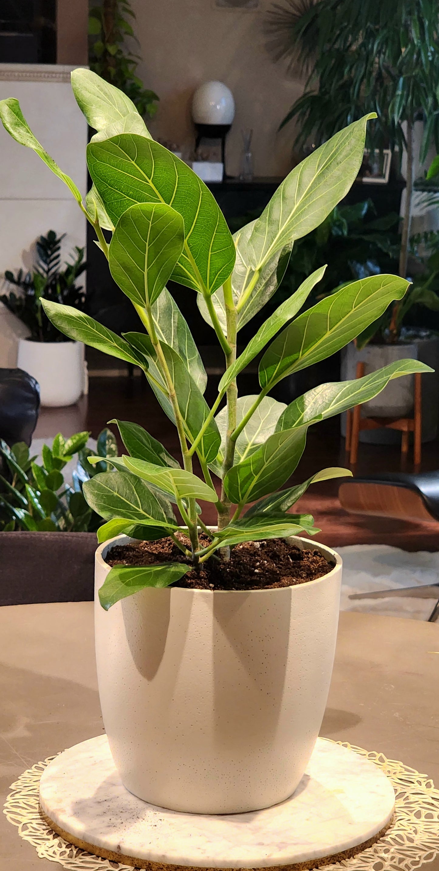 Ficus Audrey in 8" Fiberstone Planter