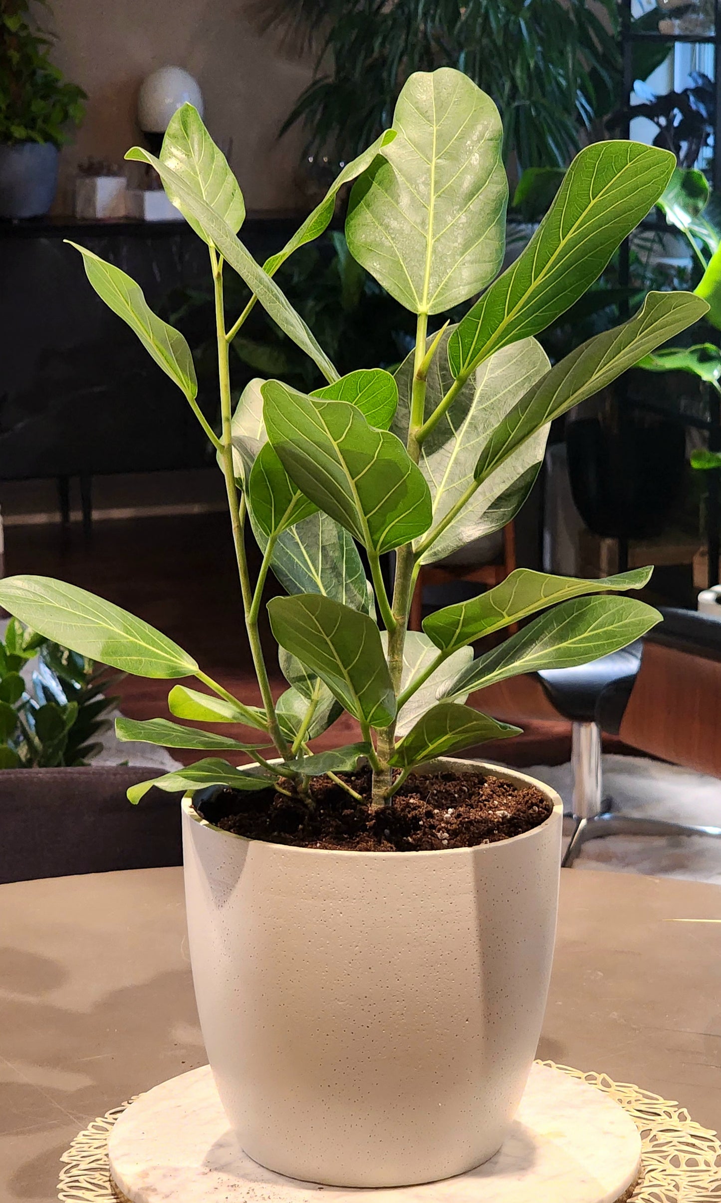 Ficus Audrey in 8" Fiberstone Planter