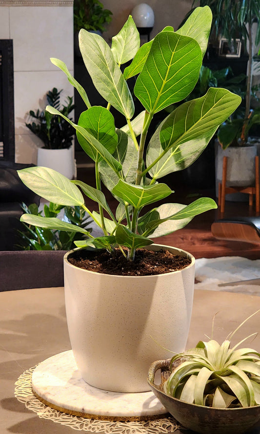 Ficus Audrey in 8" Fiberstone Planter