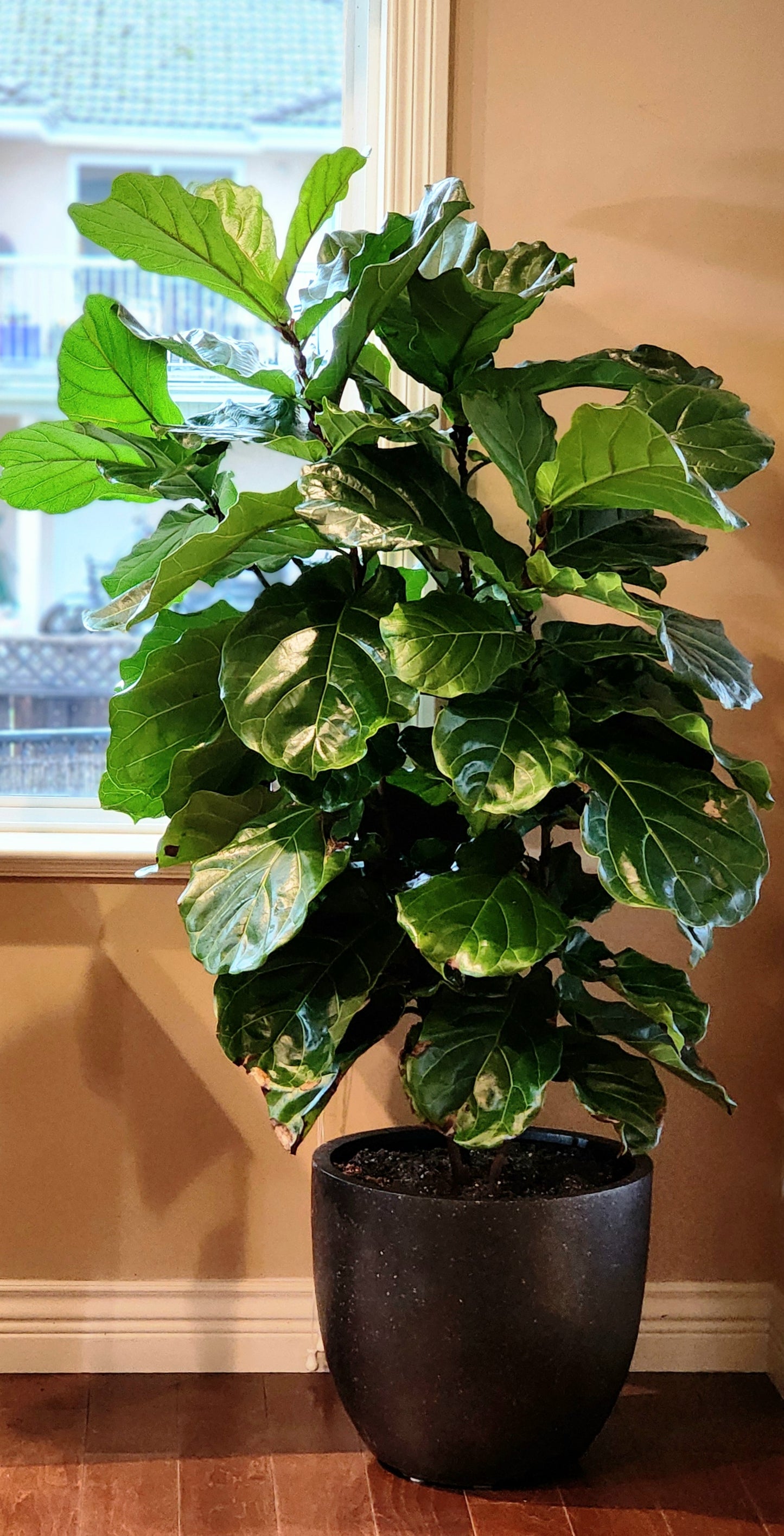 Fiddle Leaf Fig Tree in 16" Fiberstone Planter