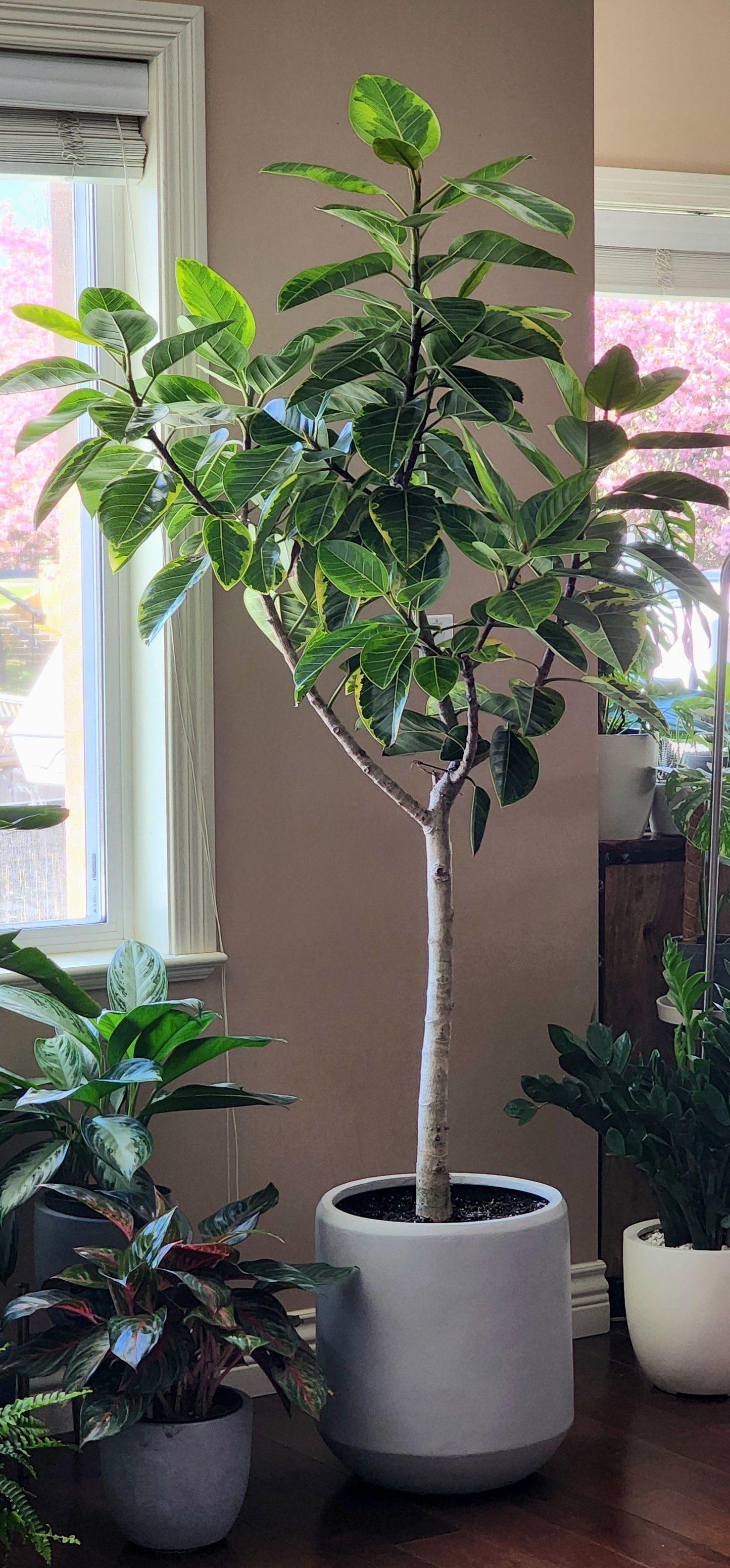 Ficus Altissima Yellow Gem in 16" Fiberstone Planter