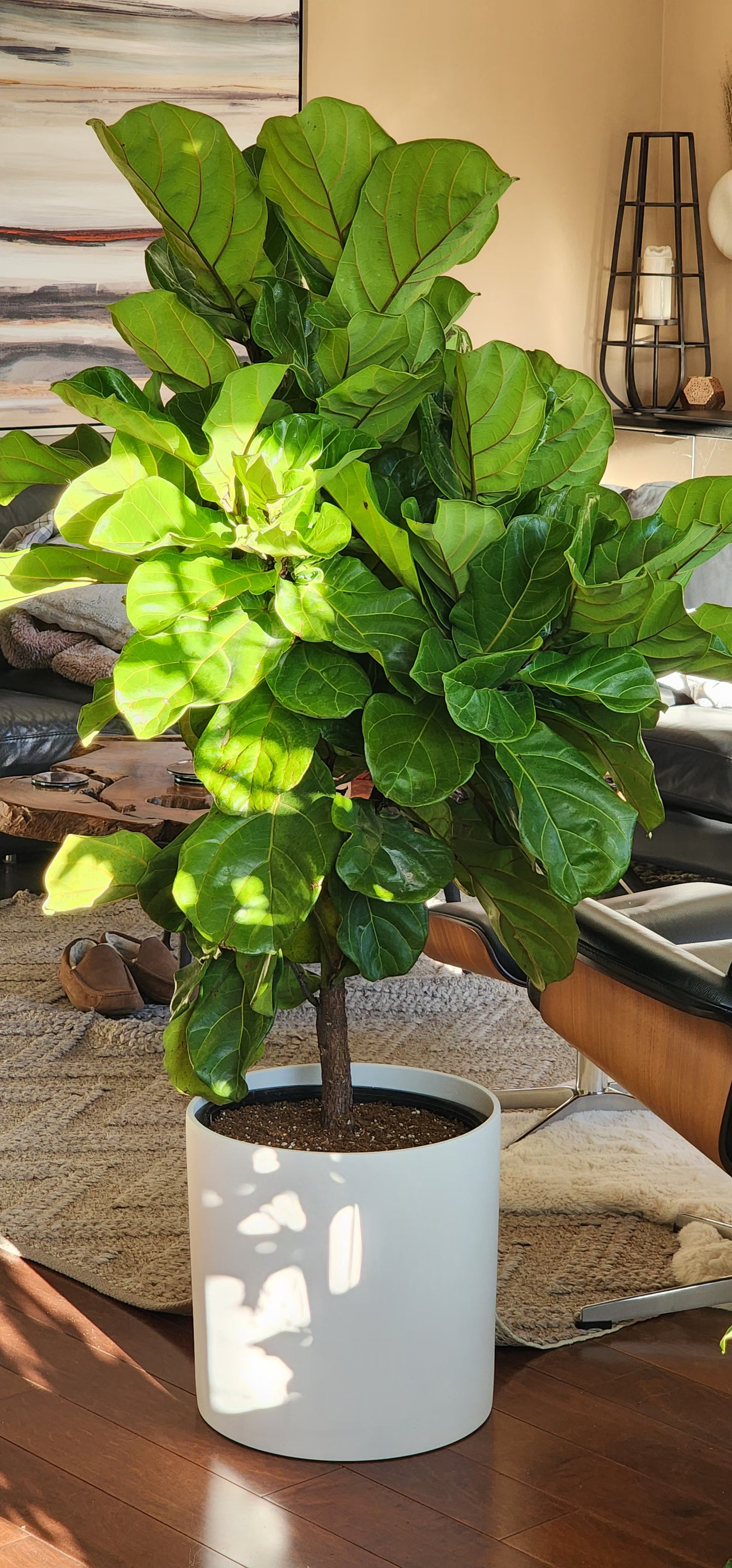 Fiddle Leaf Fig Tree in 16" Fiberstone Planter