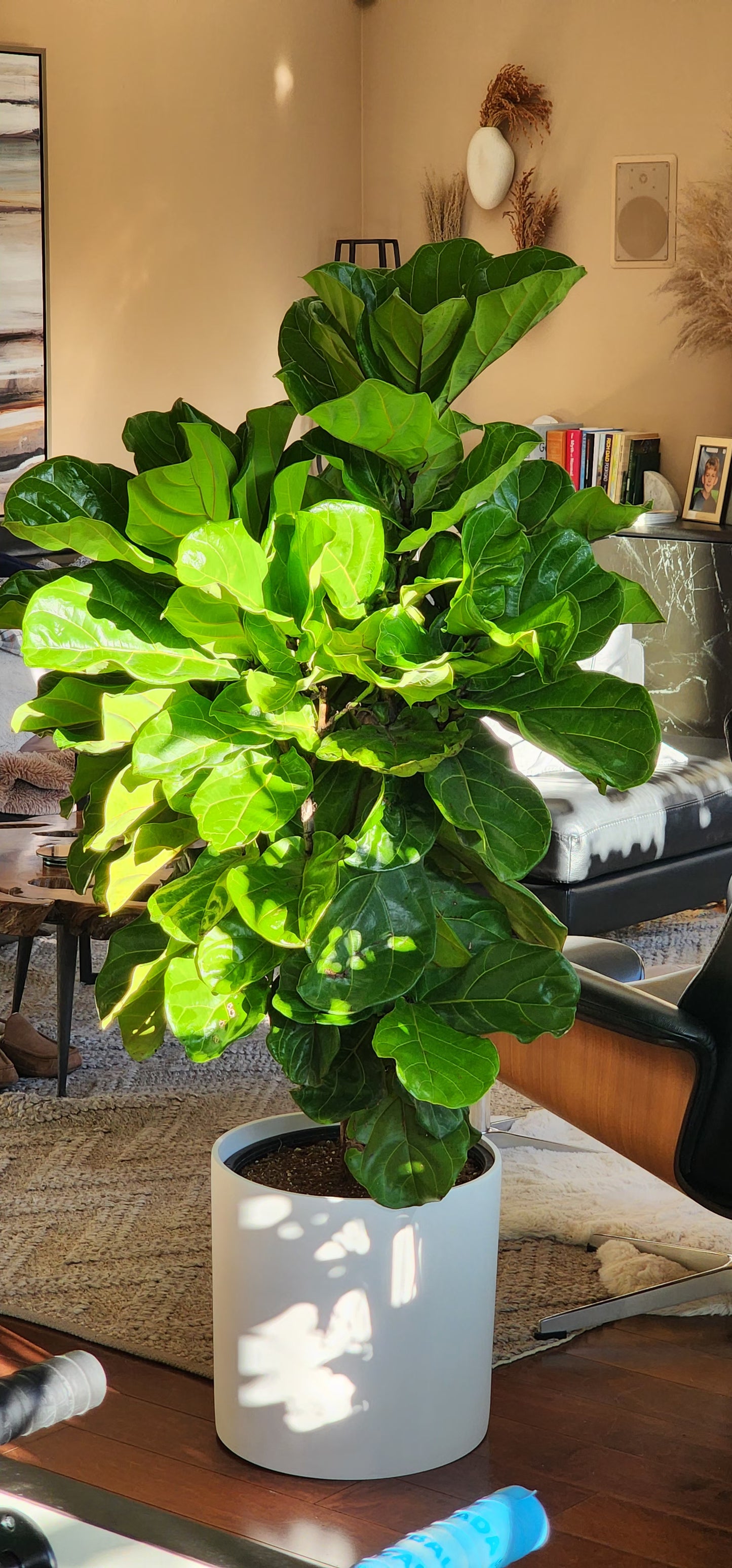 Fiddle Leaf Fig Tree in 16" Fiberstone Planter