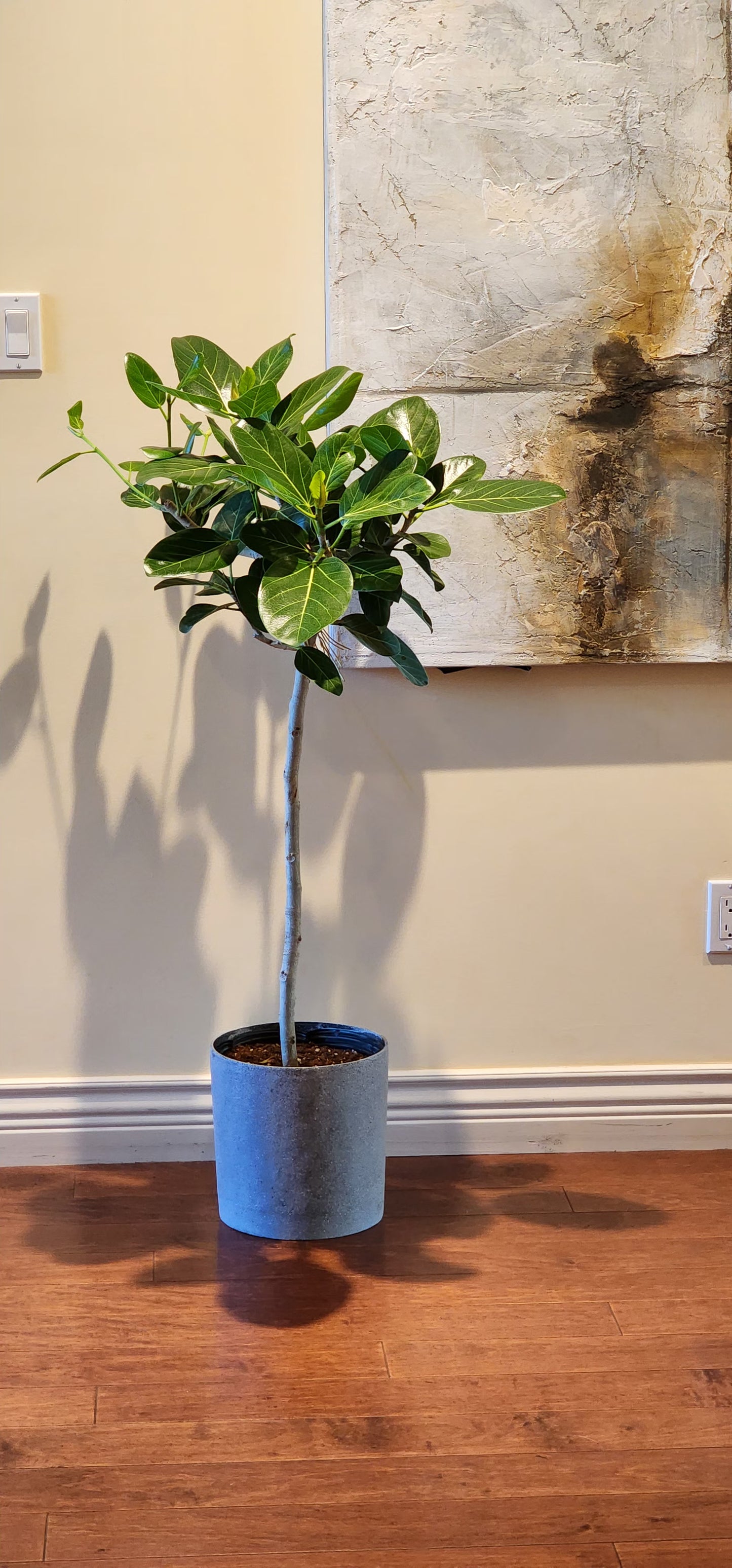 Ficus Audrey in 10" Grey Cylinder Planter