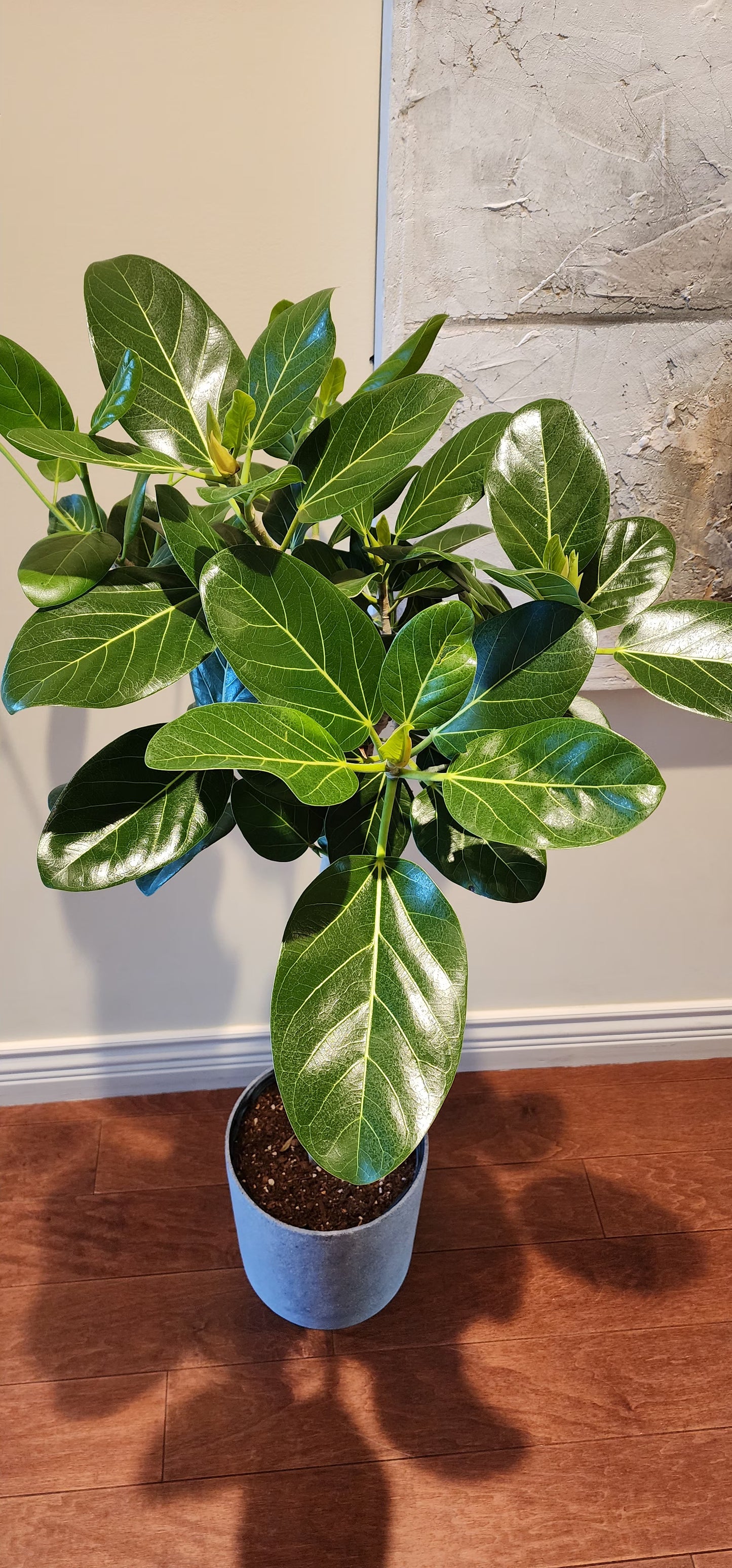 Ficus Audrey in 10" Grey Cylinder Planter