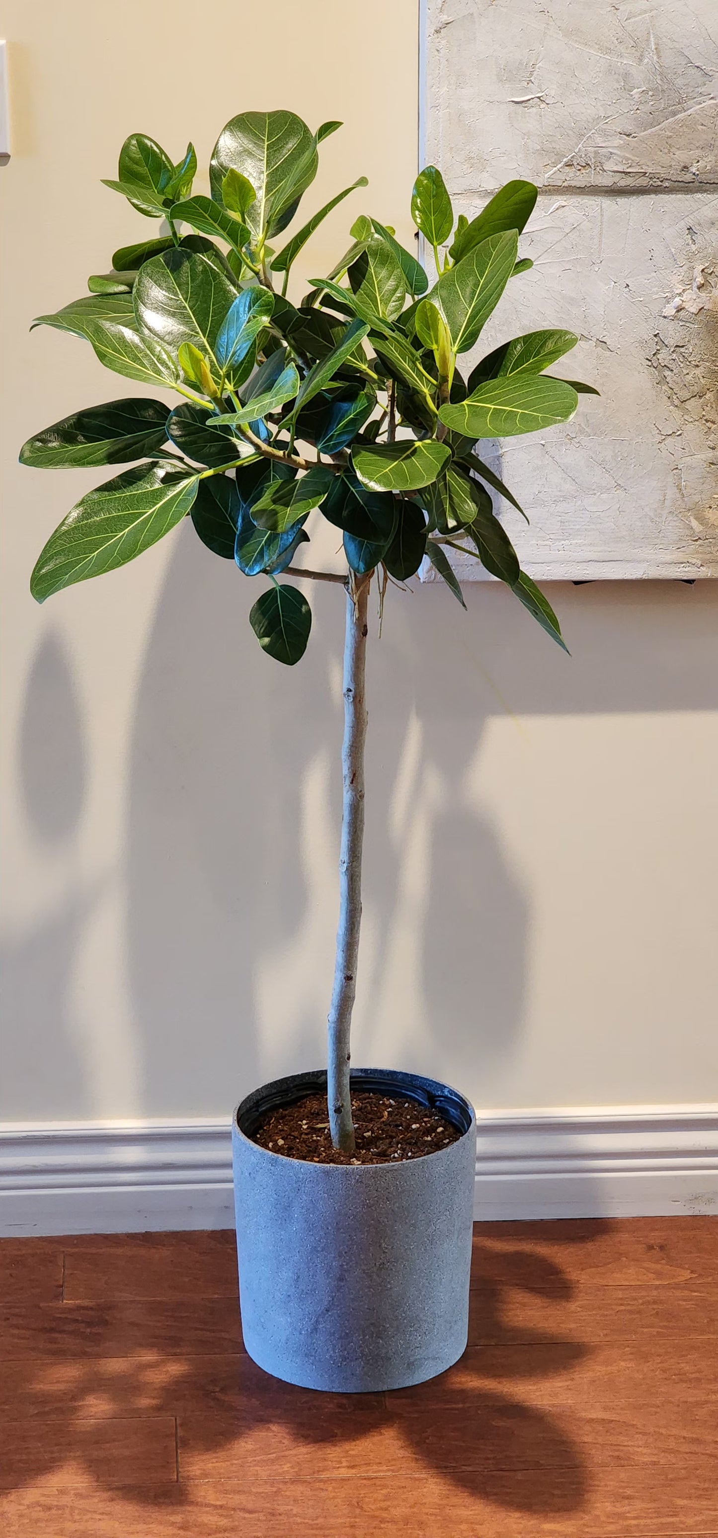 Ficus Audrey in 10" Grey Cylinder Planter