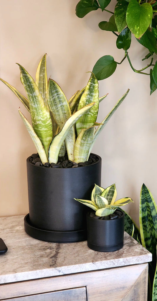 Lauren Snake Plant in 7" Planter & Tray with decorative rocks