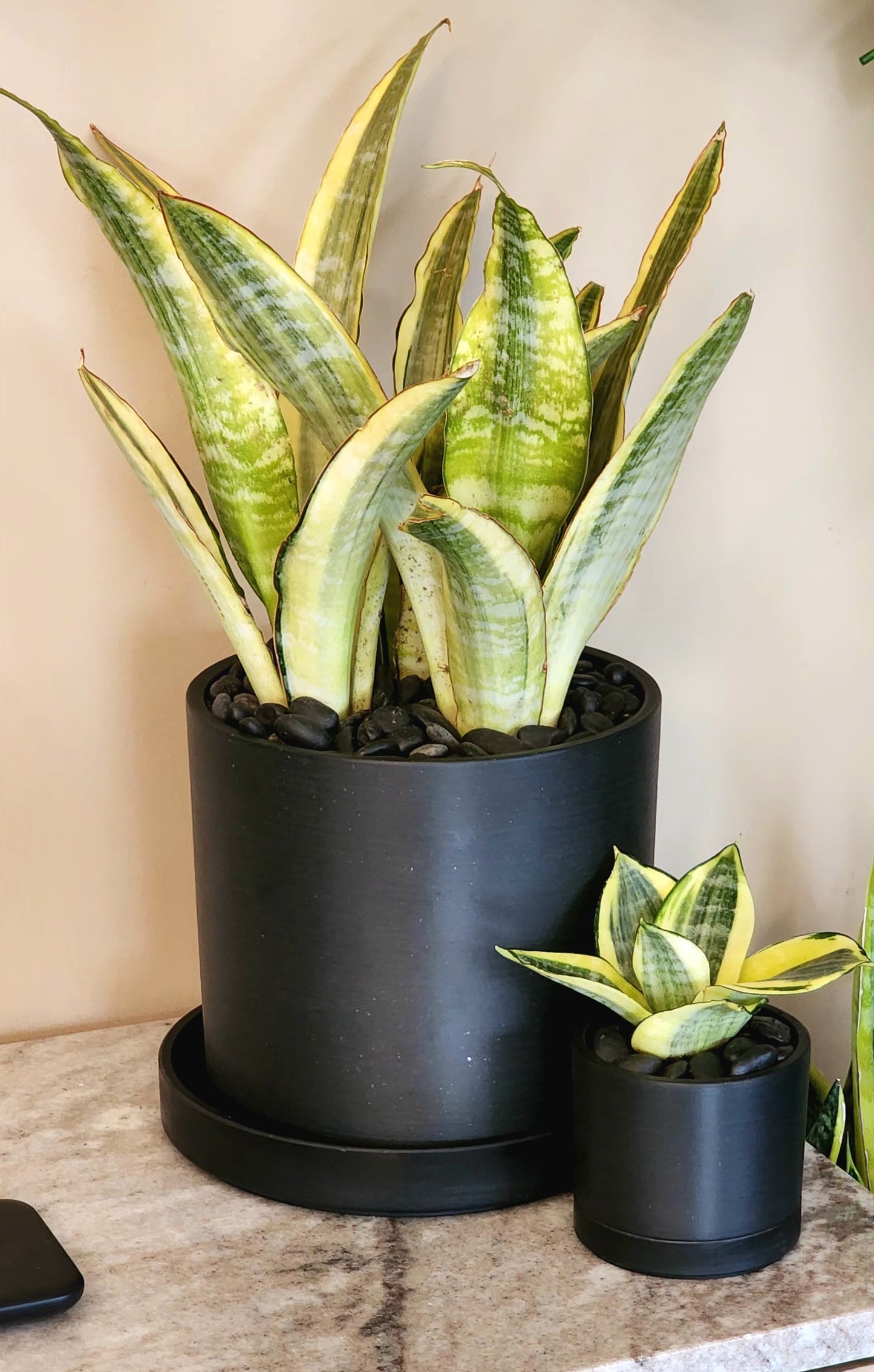 Lauren Snake Plant in 7" Planter & Tray with decorative rocks