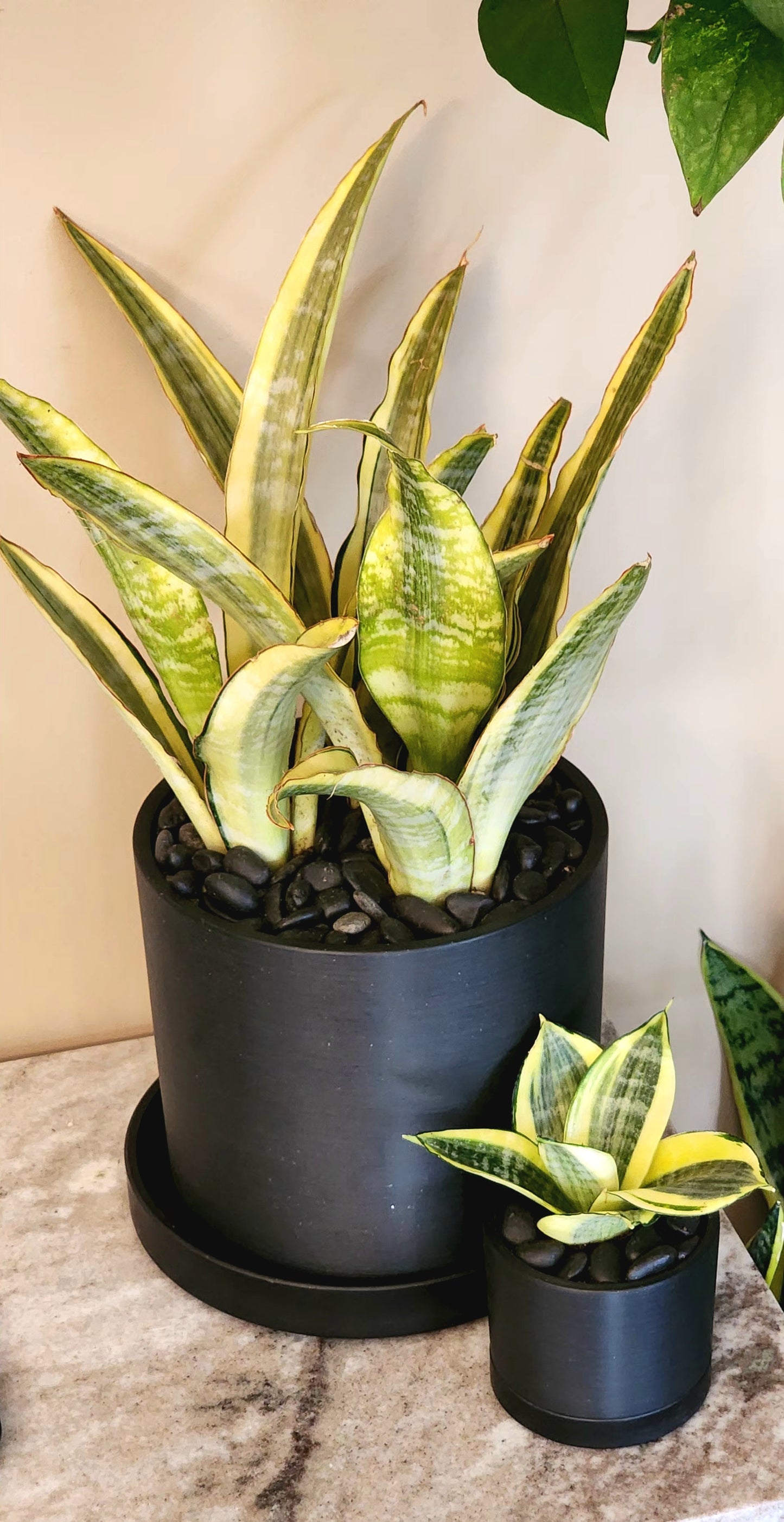 Lauren Snake Plant in 7" Planter & Tray with decorative rocks