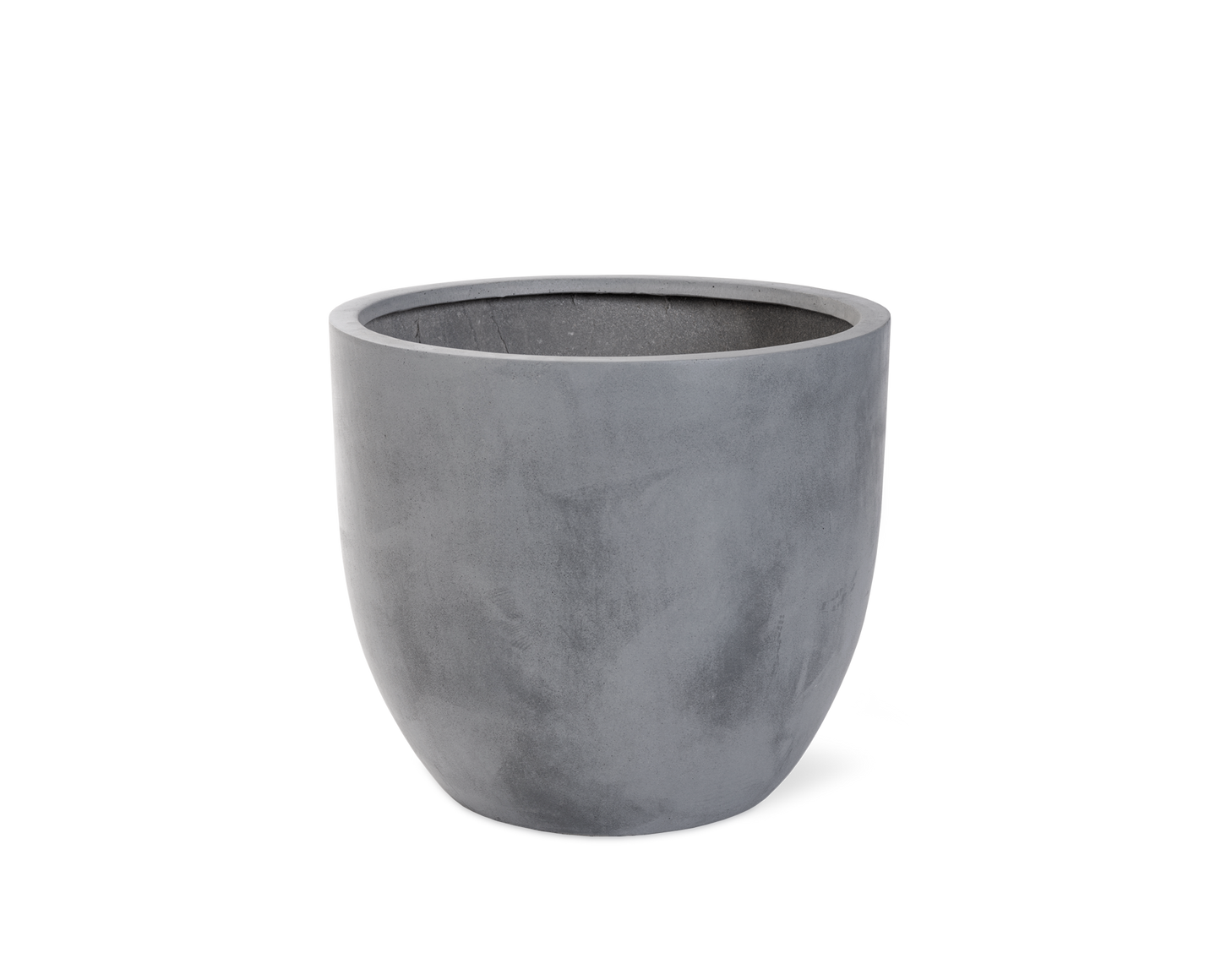 Rubber plant in 12" cement bowl planter